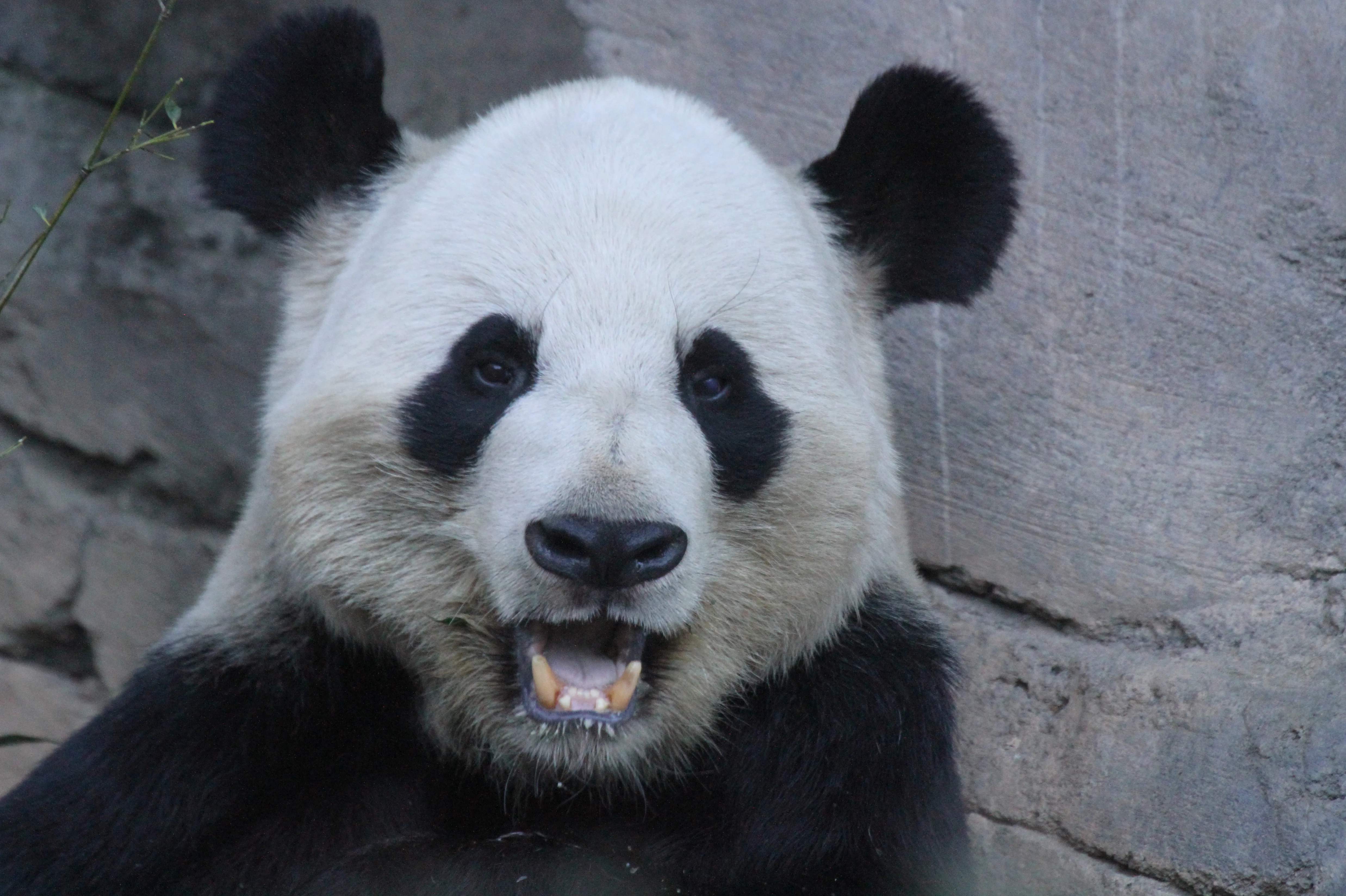 Zoo Atlanta