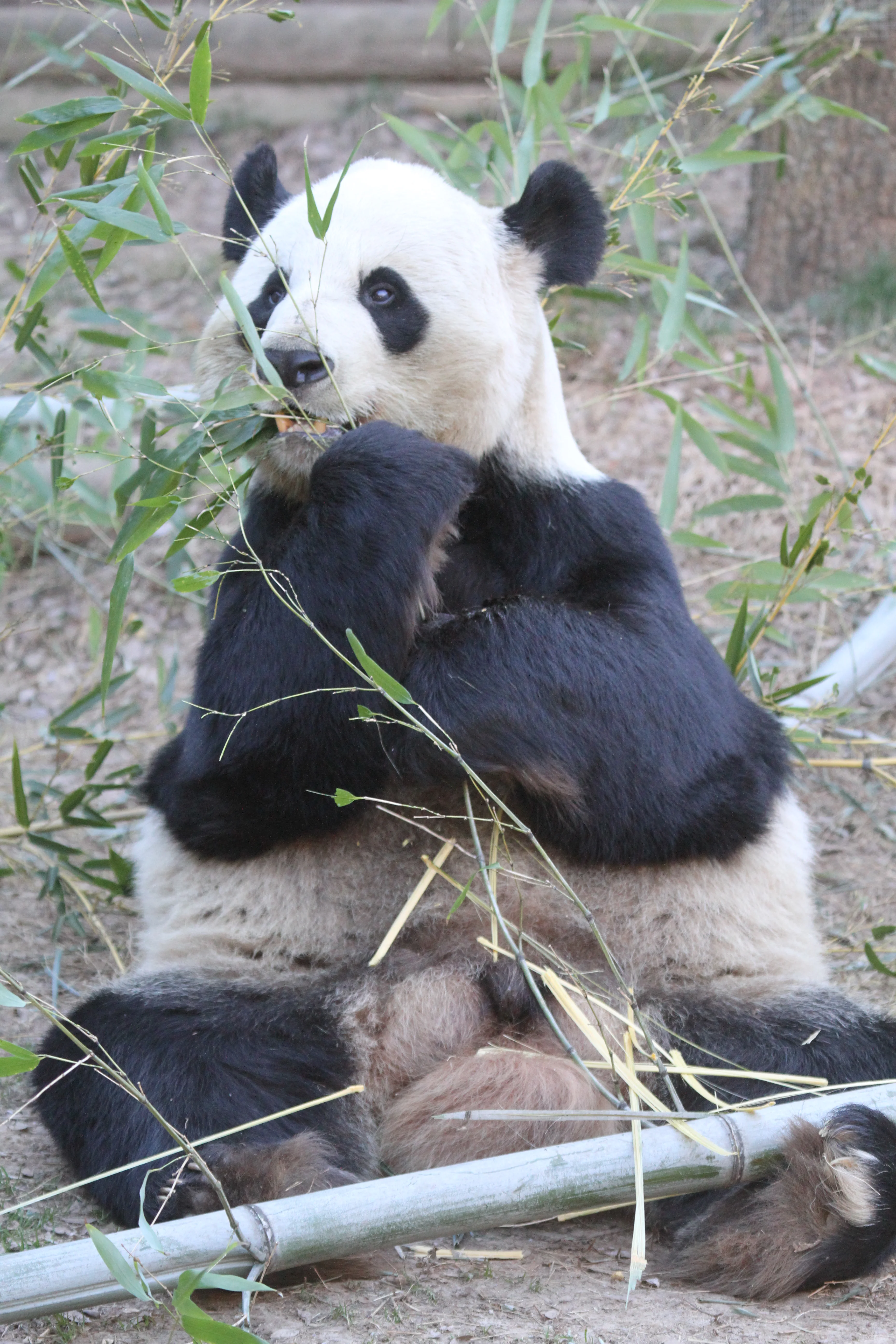 Zoo Atlanta