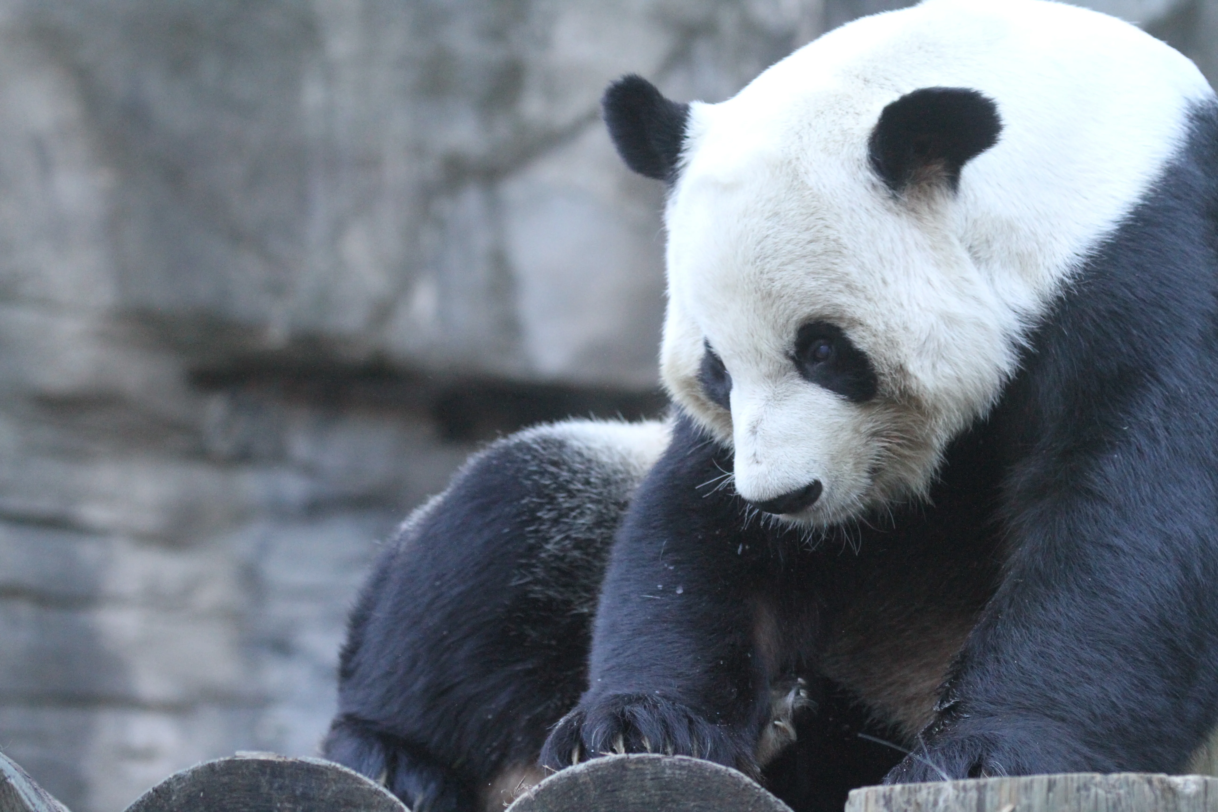 Zoo Atlanta