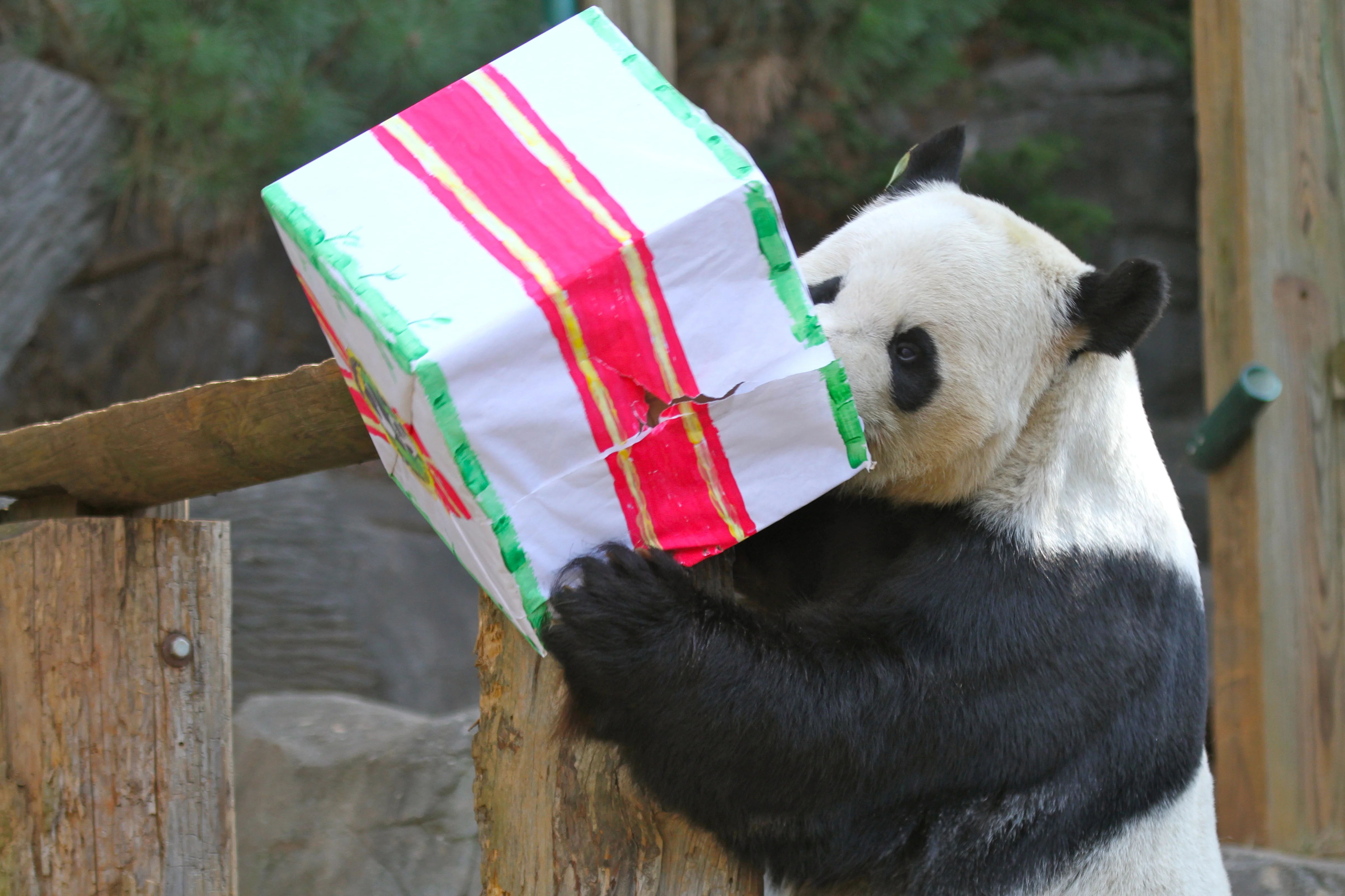 Giant Panda Zoo Awards 2013 Ceremony