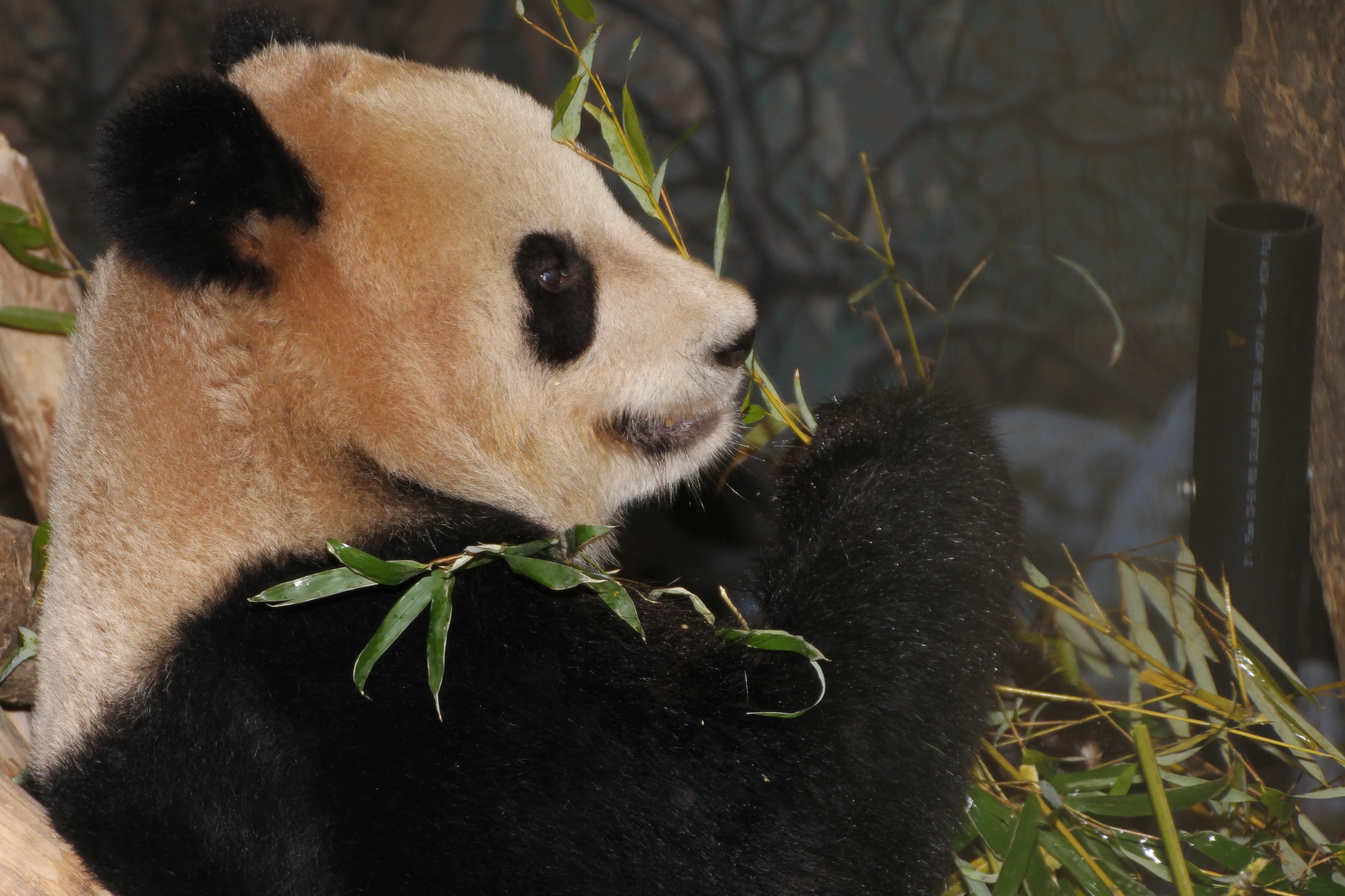 Toronto Zoo