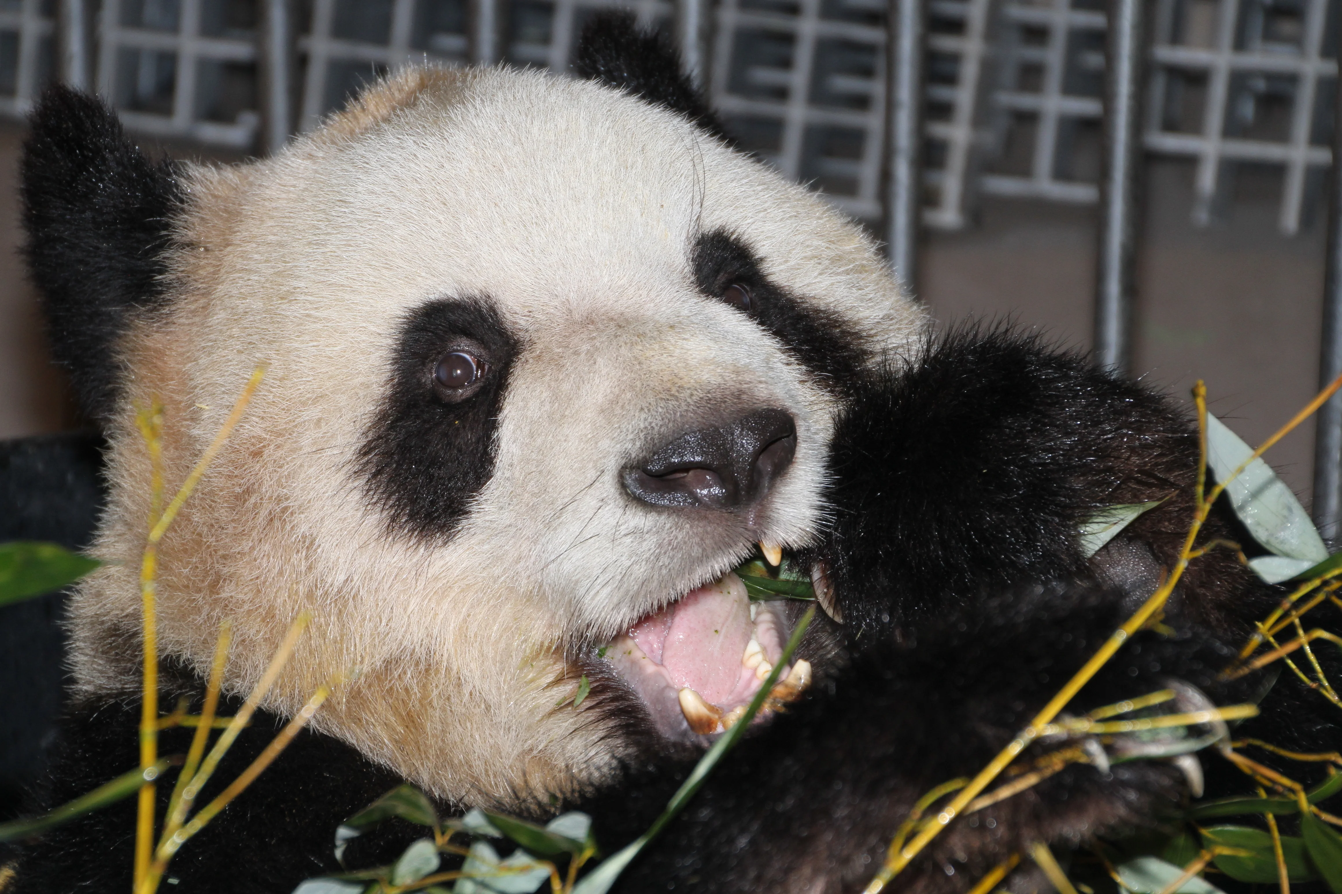 Toronto Zoo