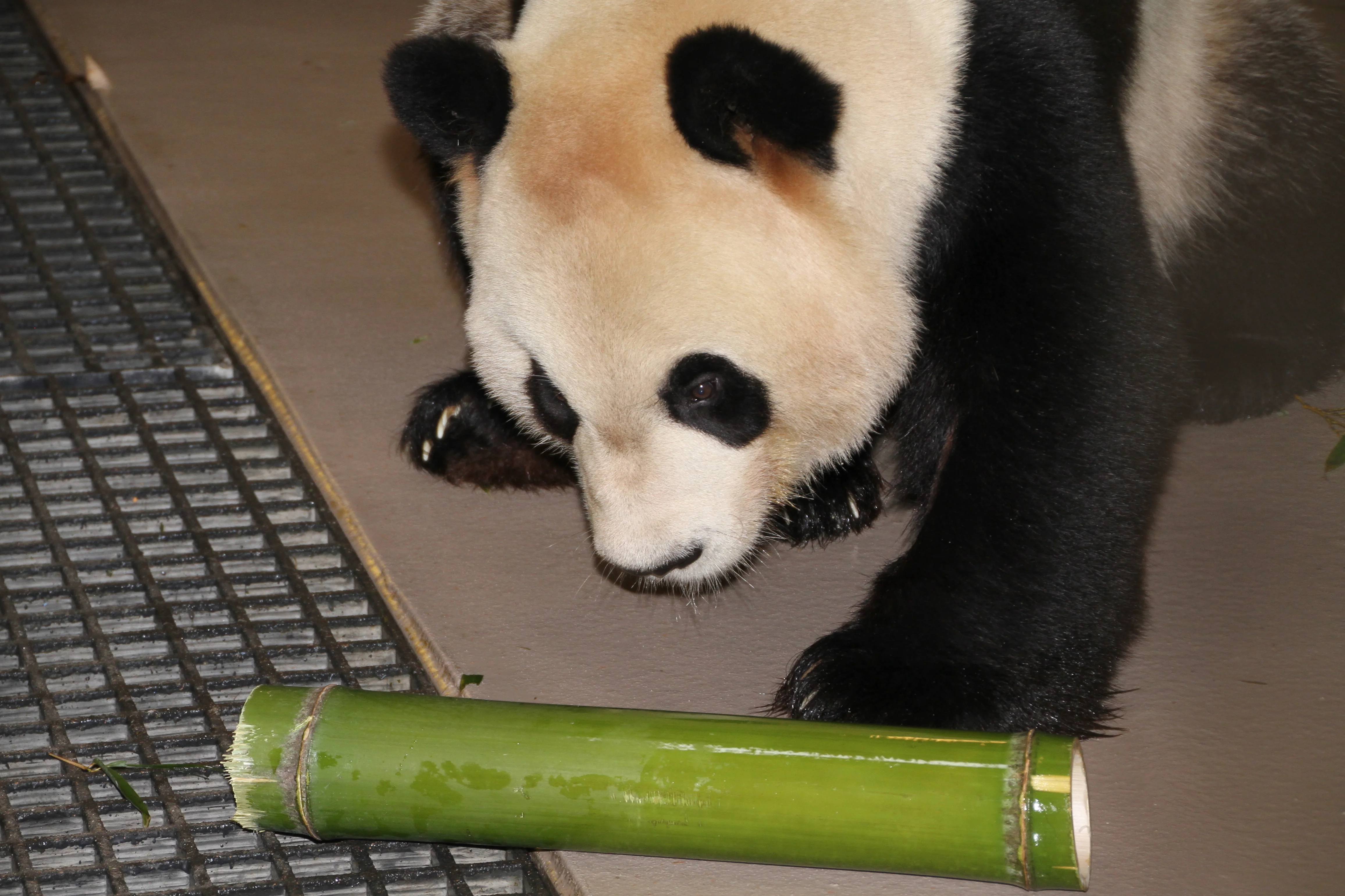Toronto Zoo