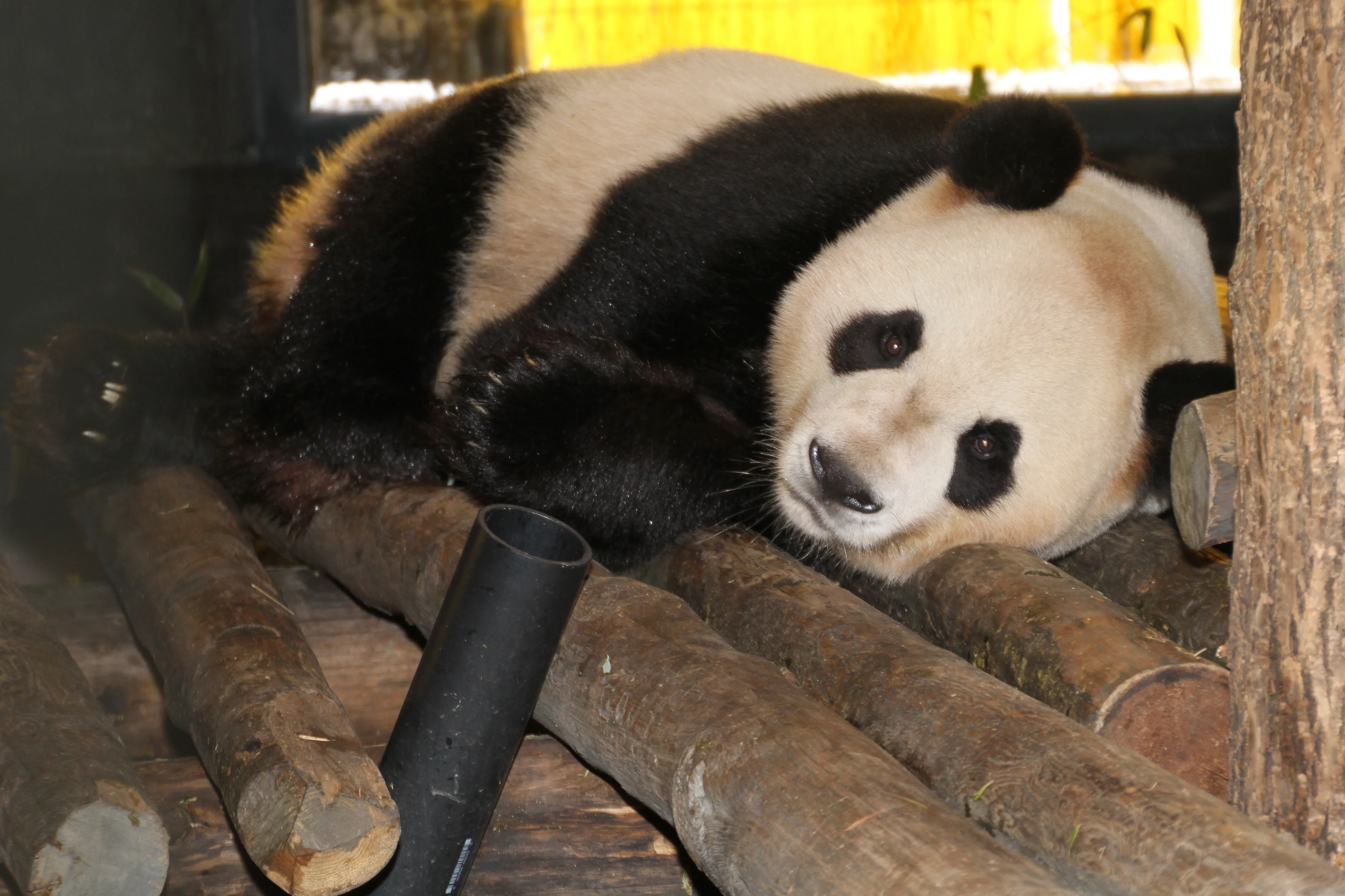 Toronto Zoo