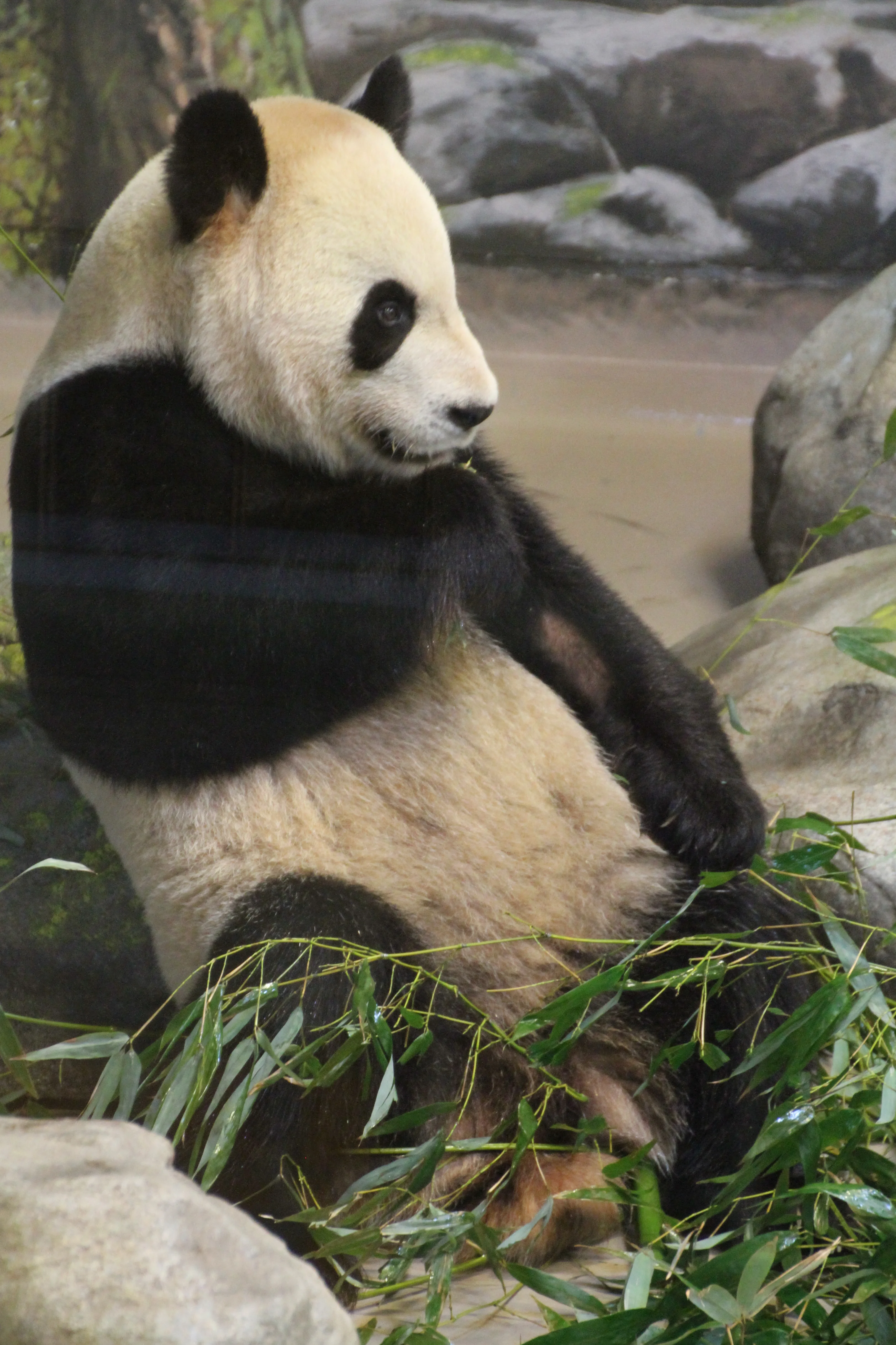 Toronto Zoo