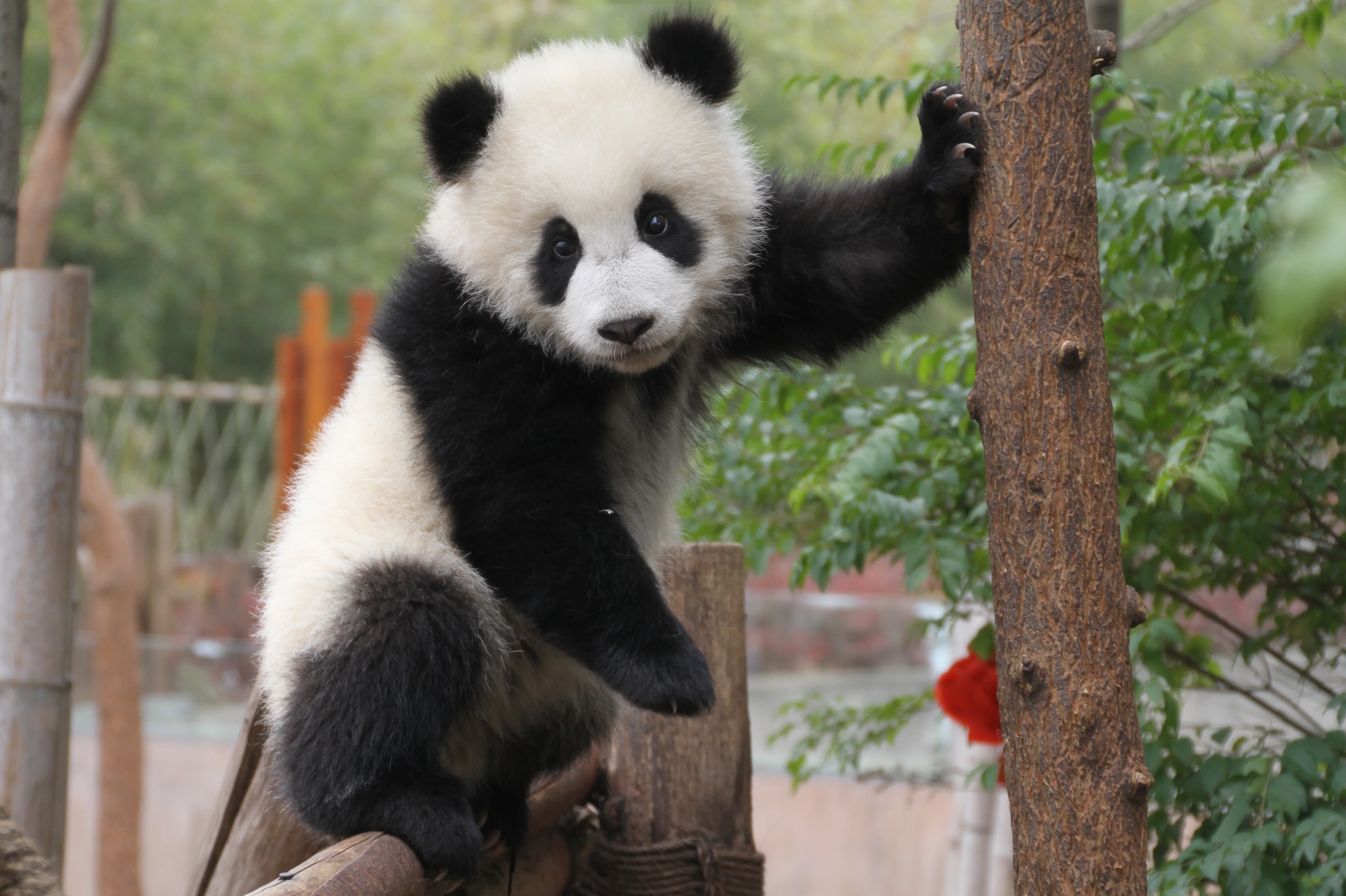 Chengdu Research Base of Giant Panda Breeding
