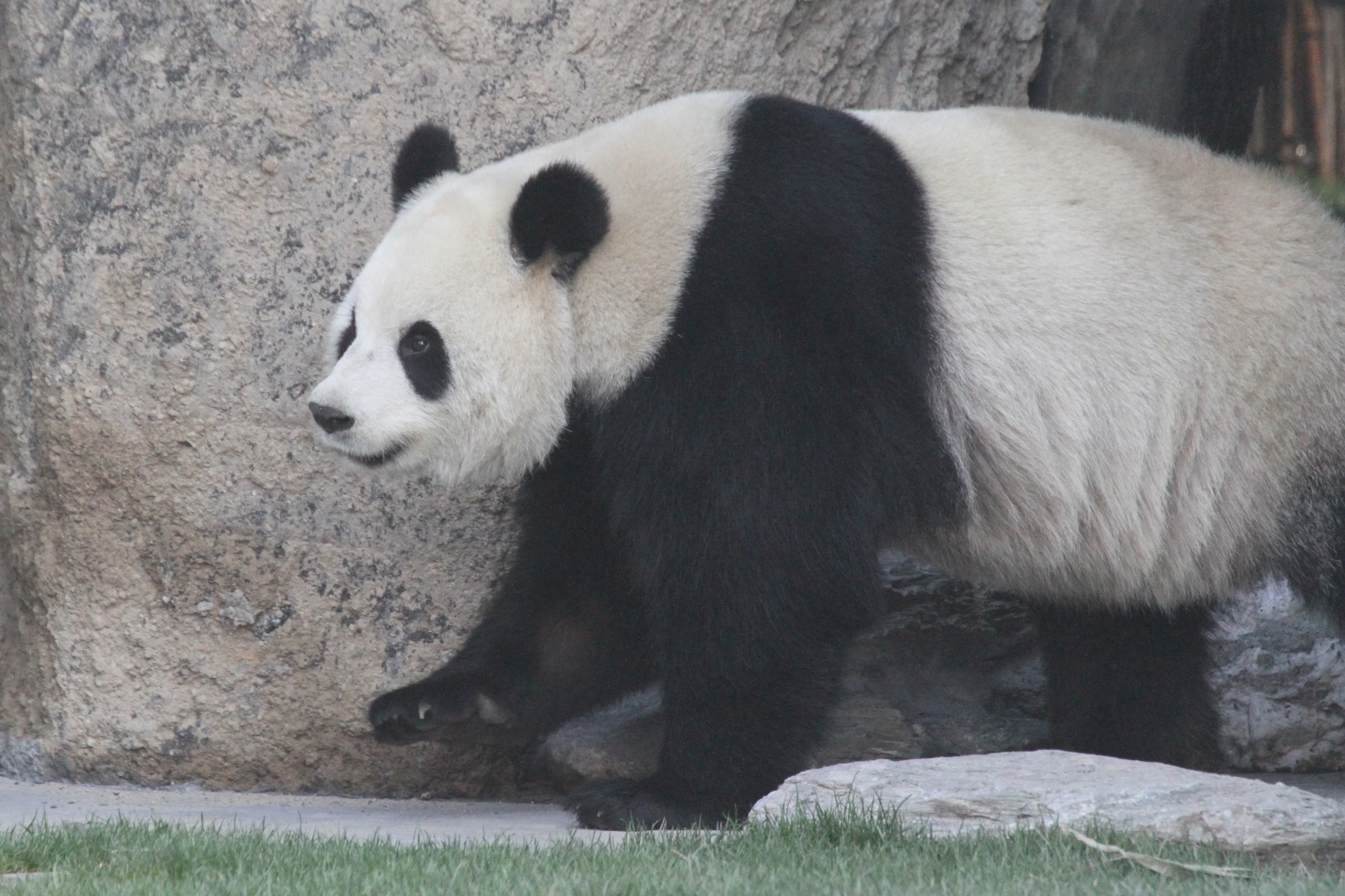 Pairi Daiza
