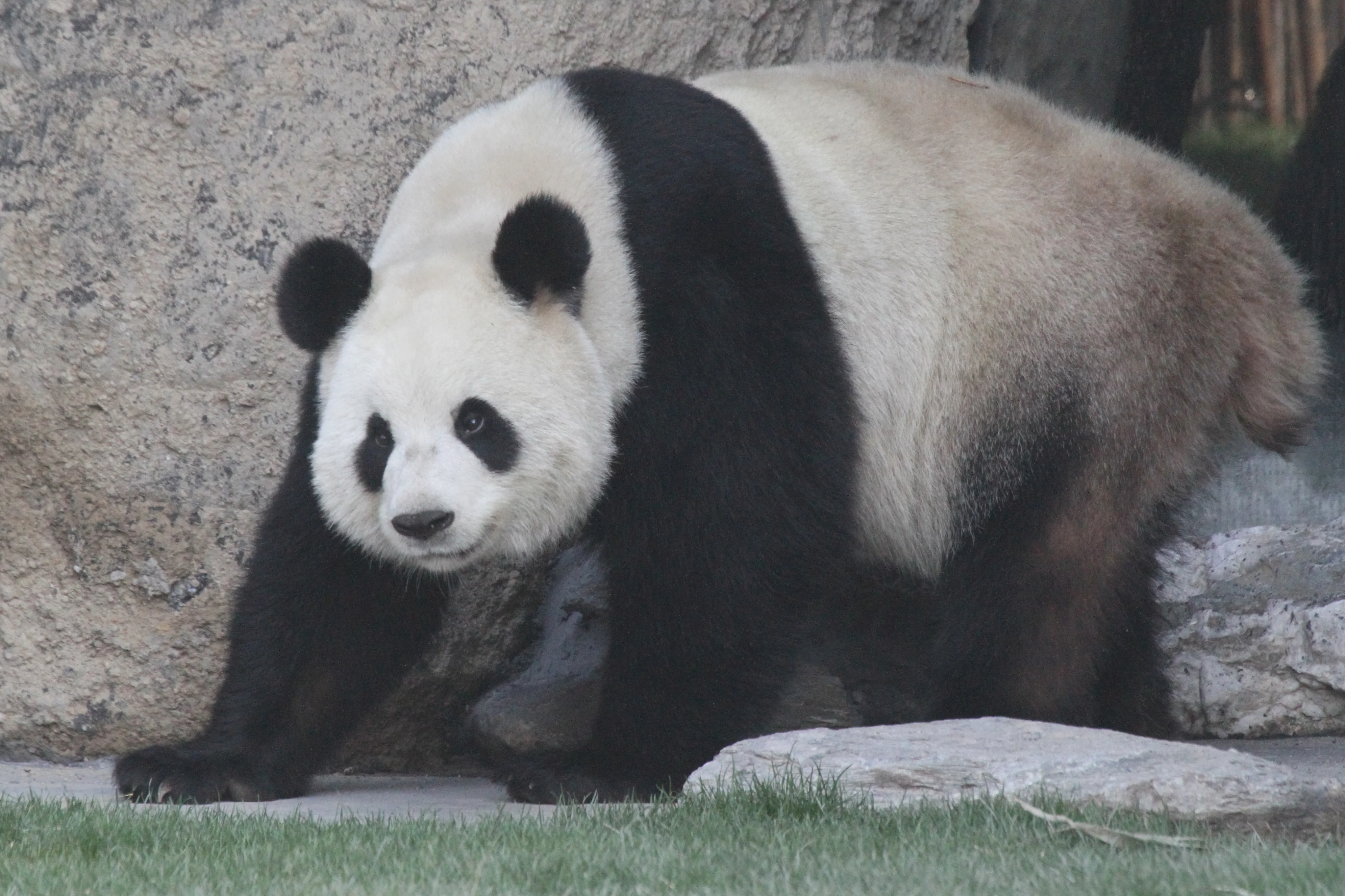 Pairi Daiza