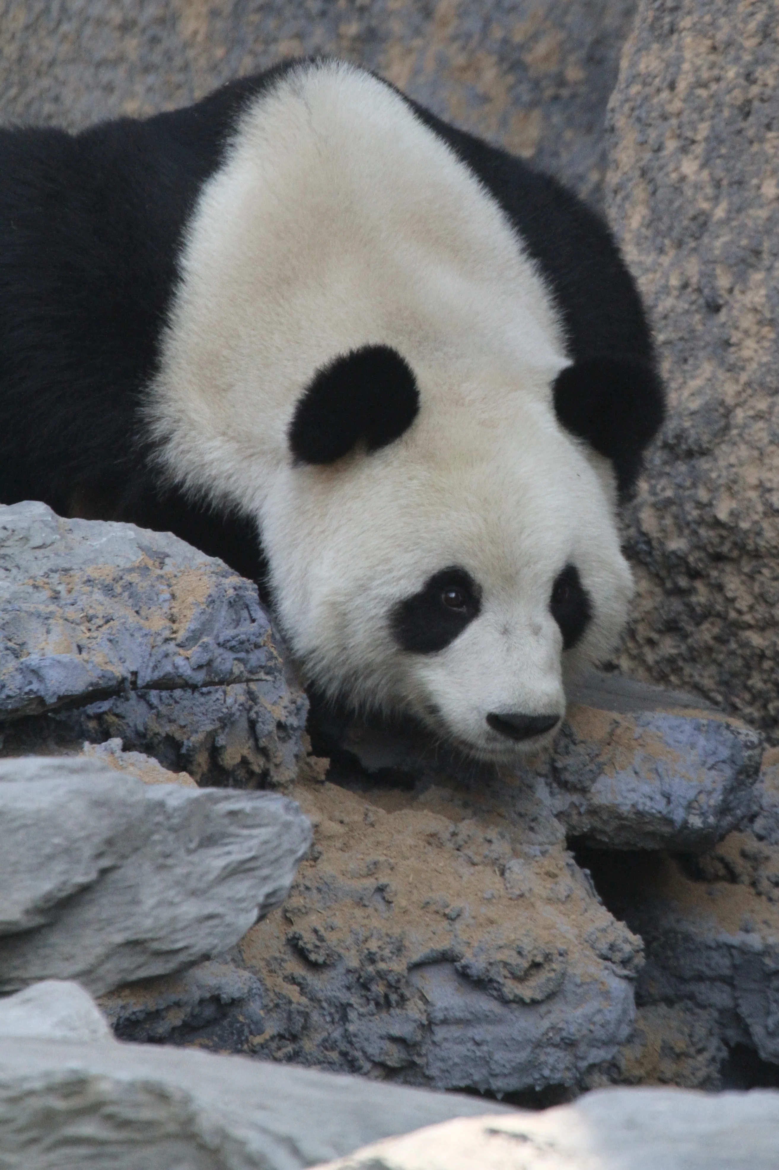Pairi Daiza