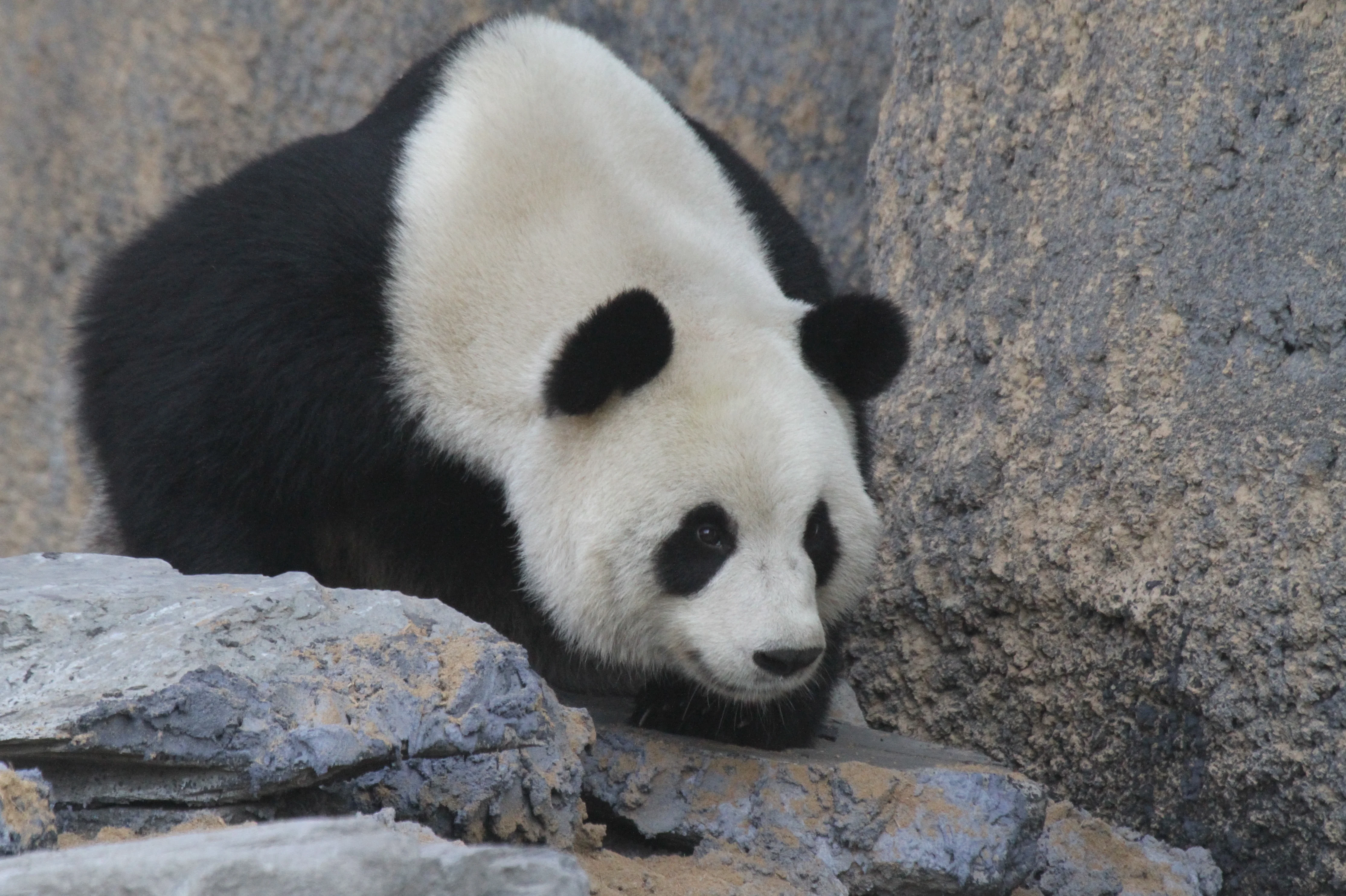 Pairi Daiza