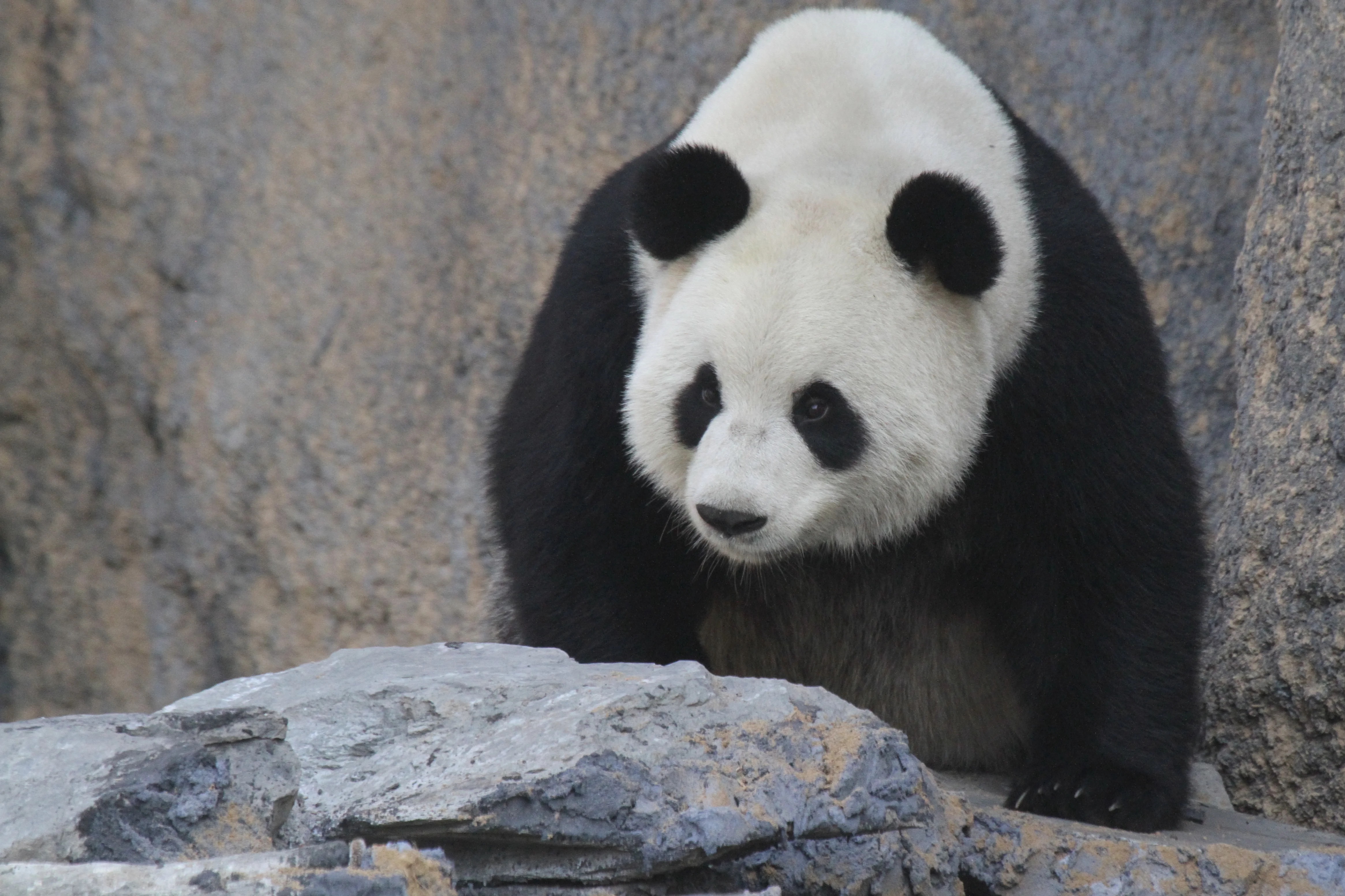 Pairi Daiza