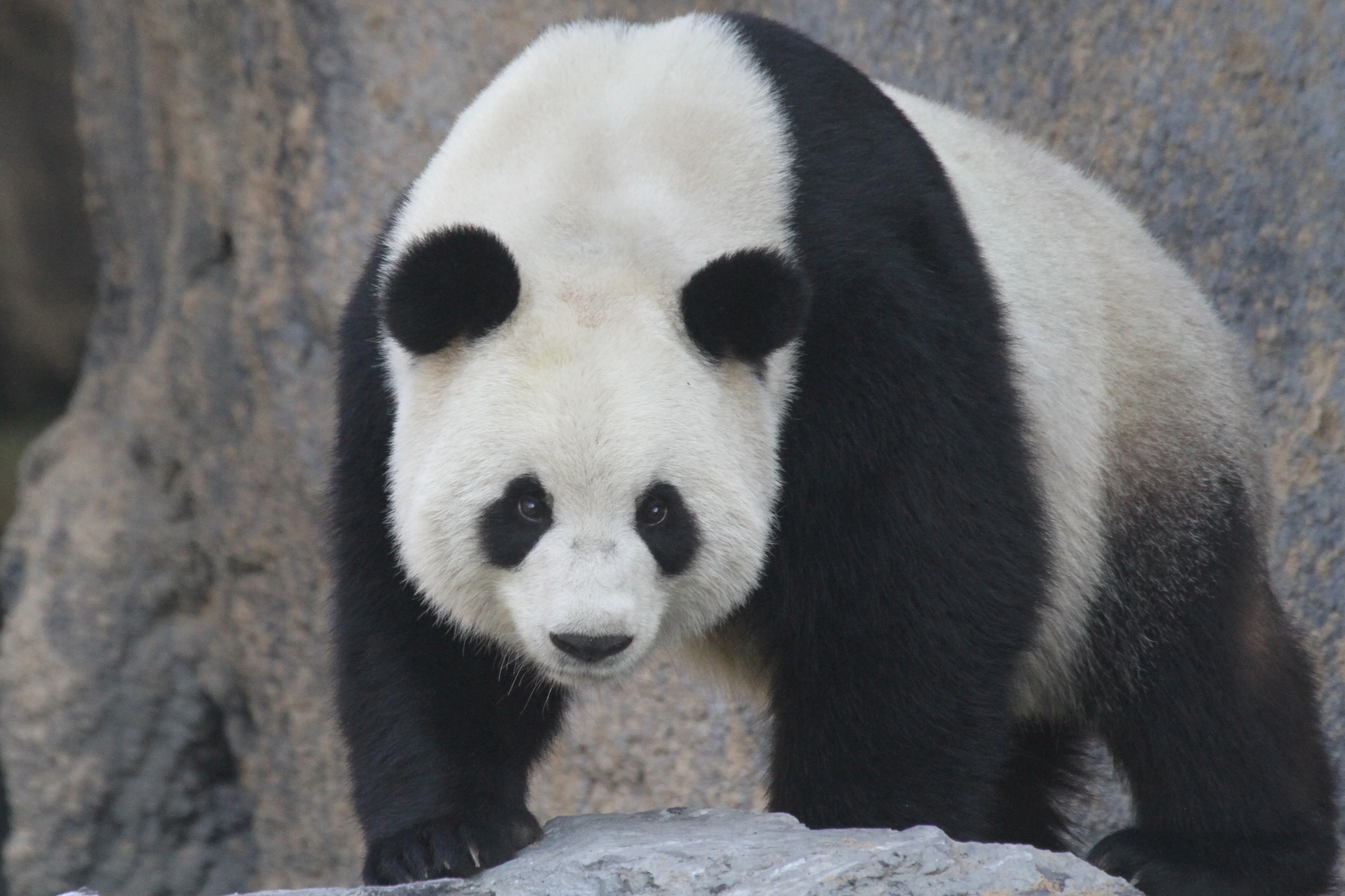 Pairi Daiza