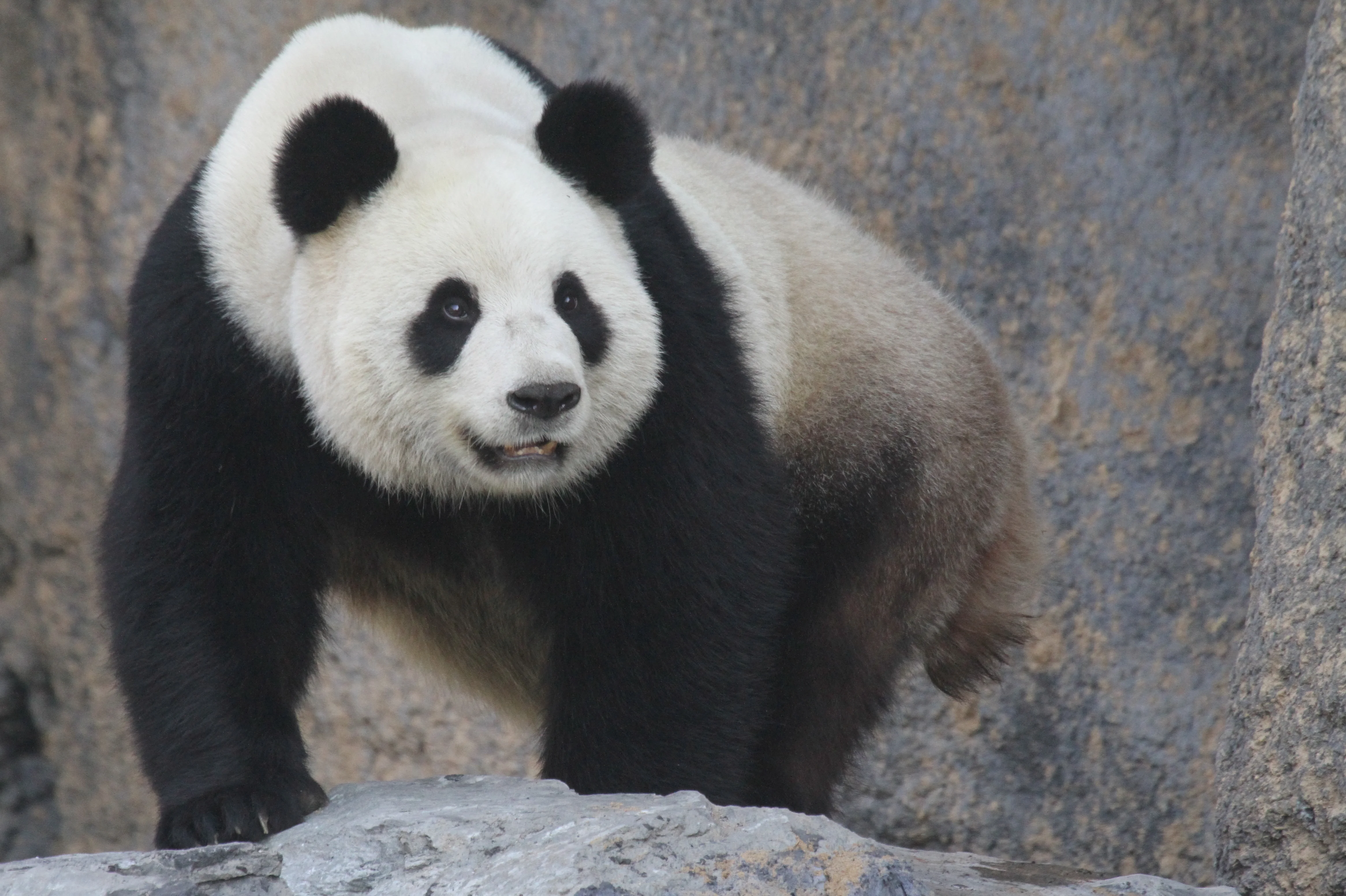 Pairi Daiza