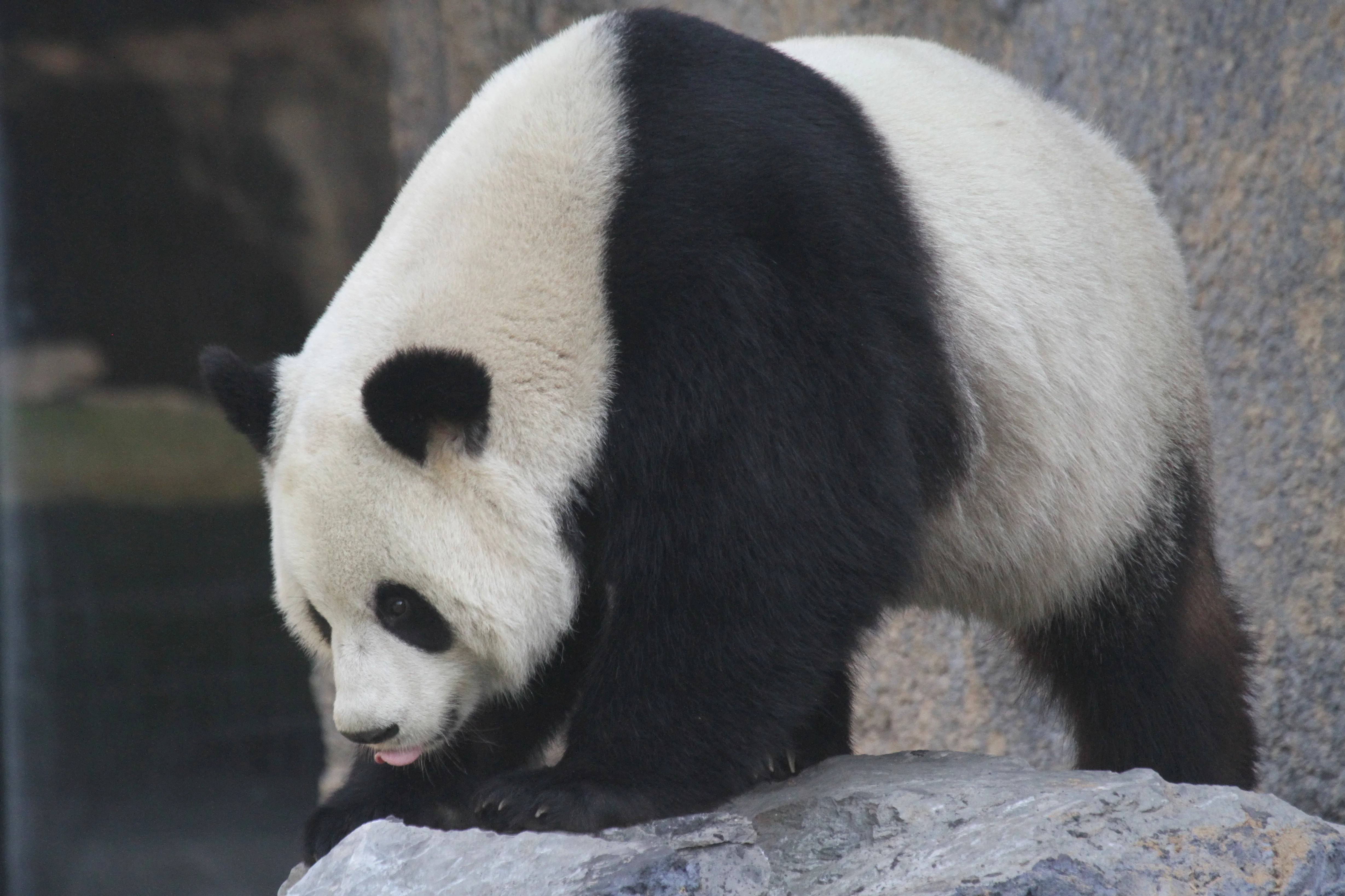 Pairi Daiza