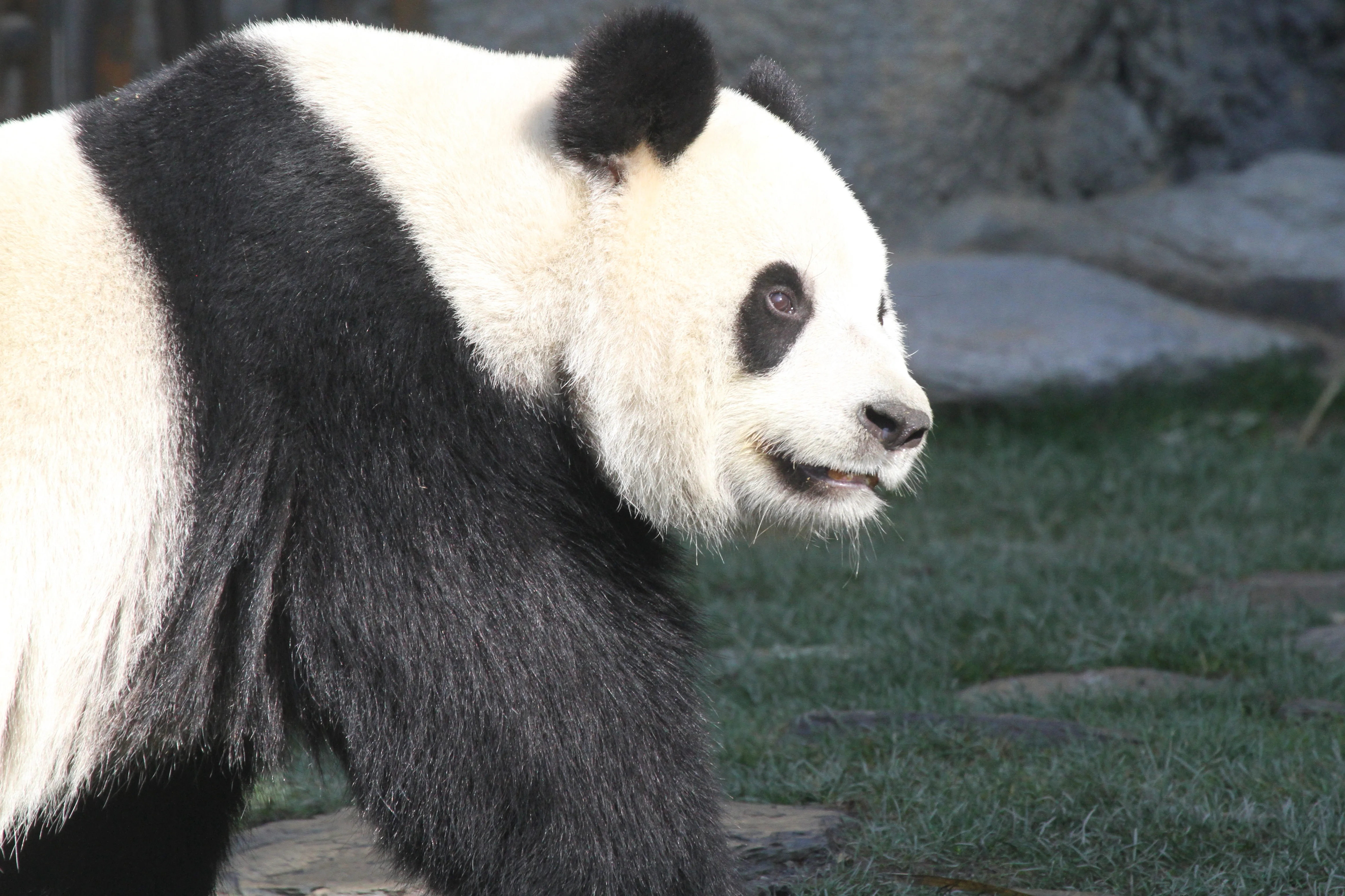 Pairi Daiza