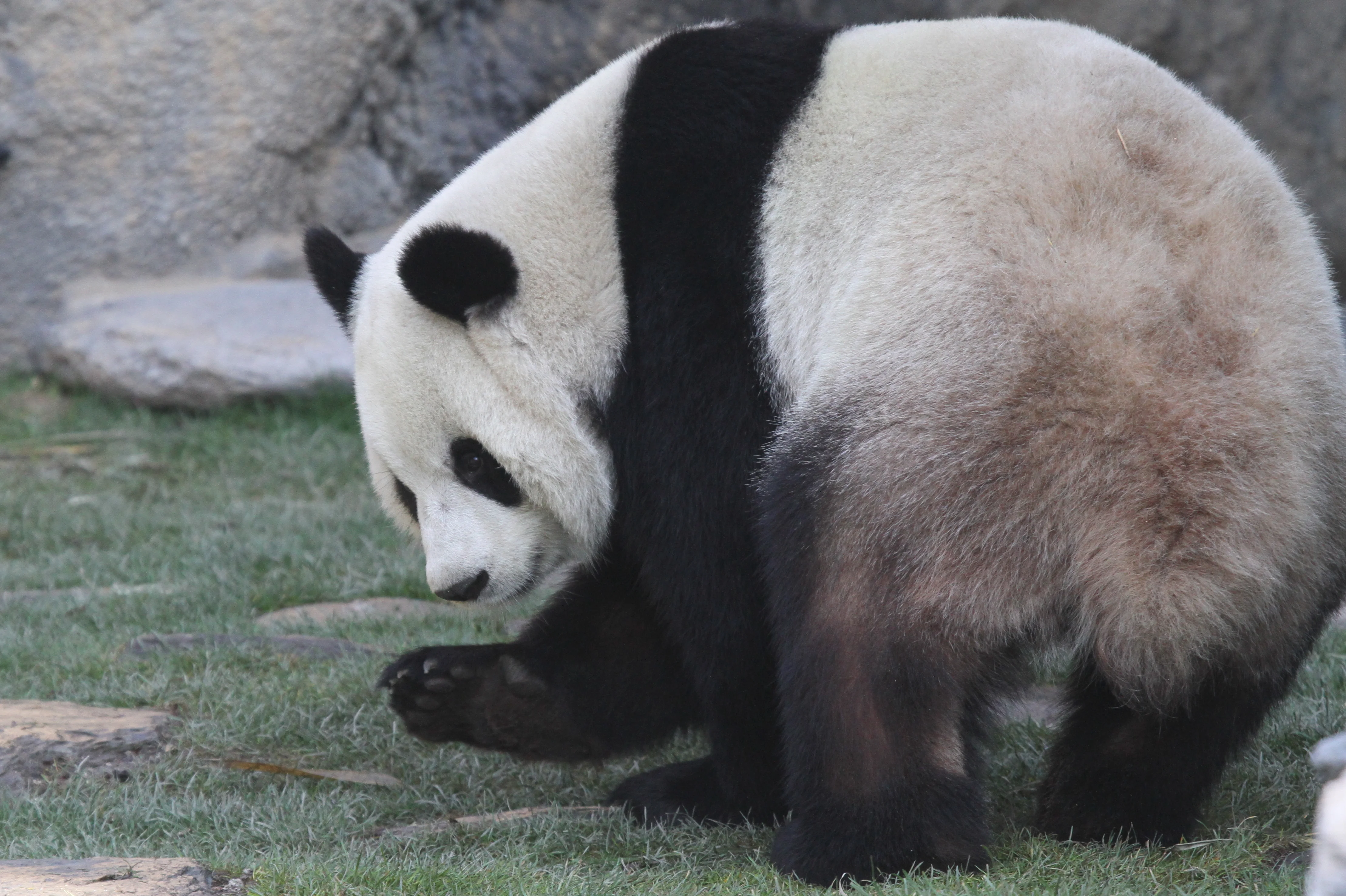 Pairi Daiza