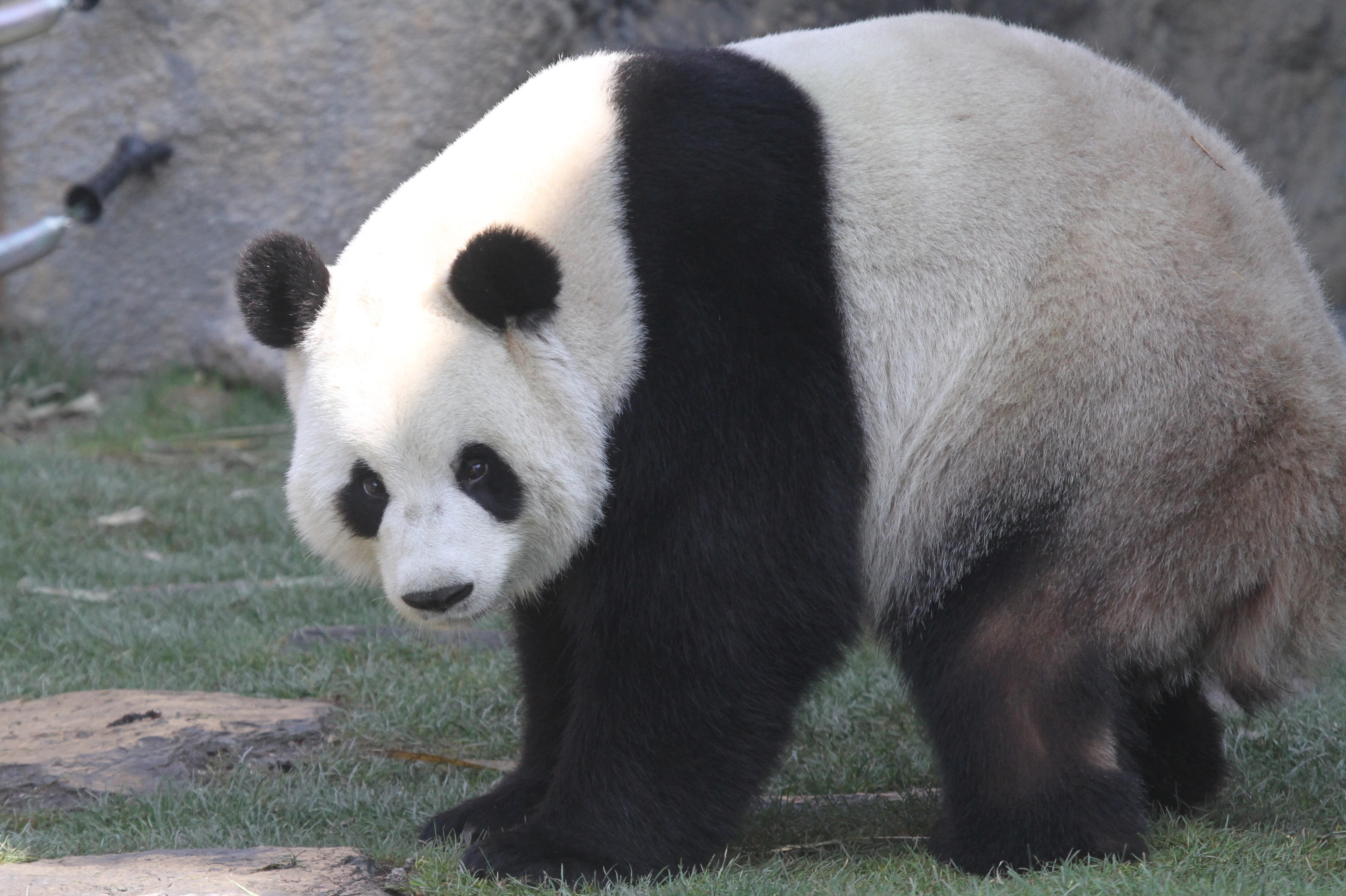 Pairi Daiza