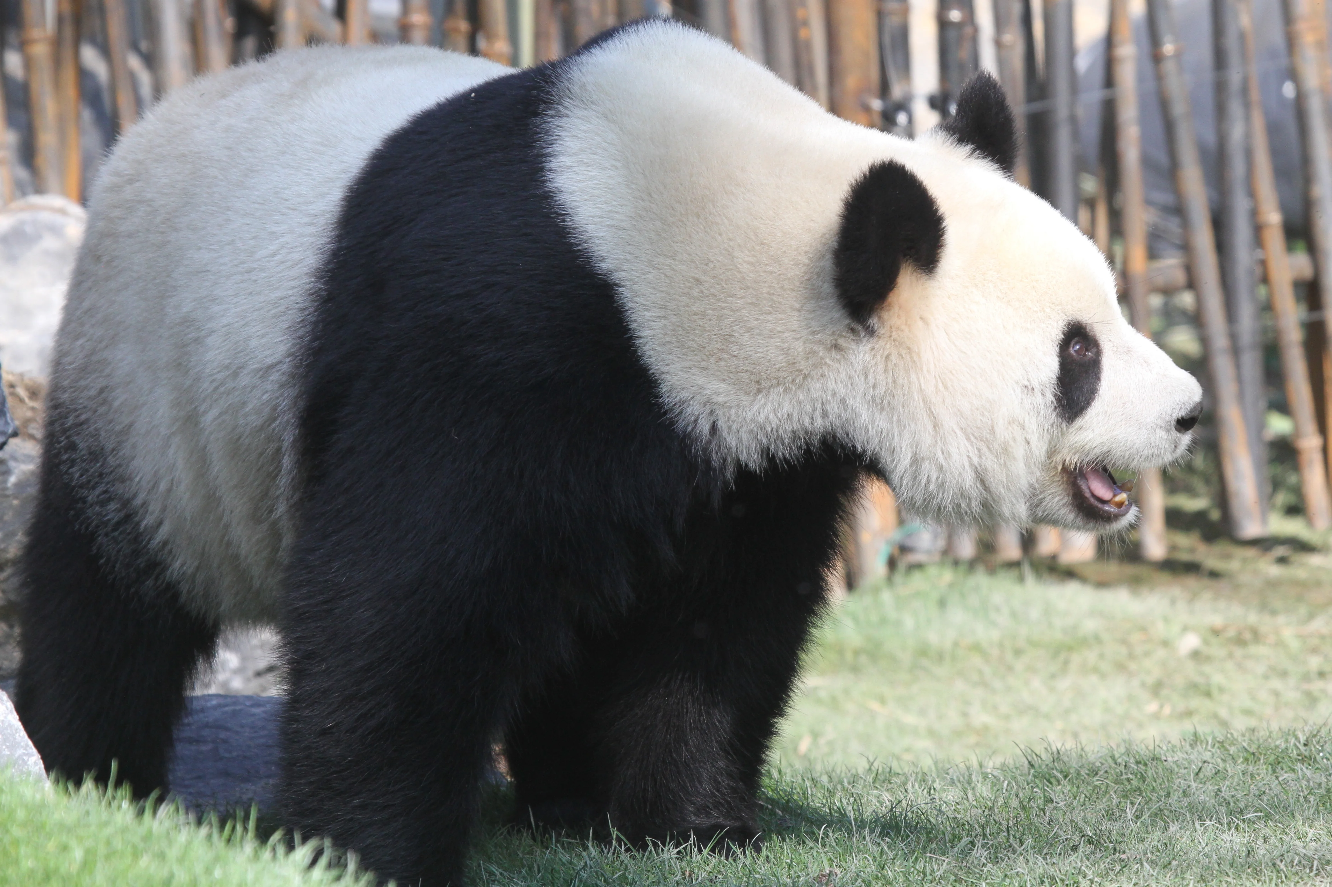 Pairi Daiza