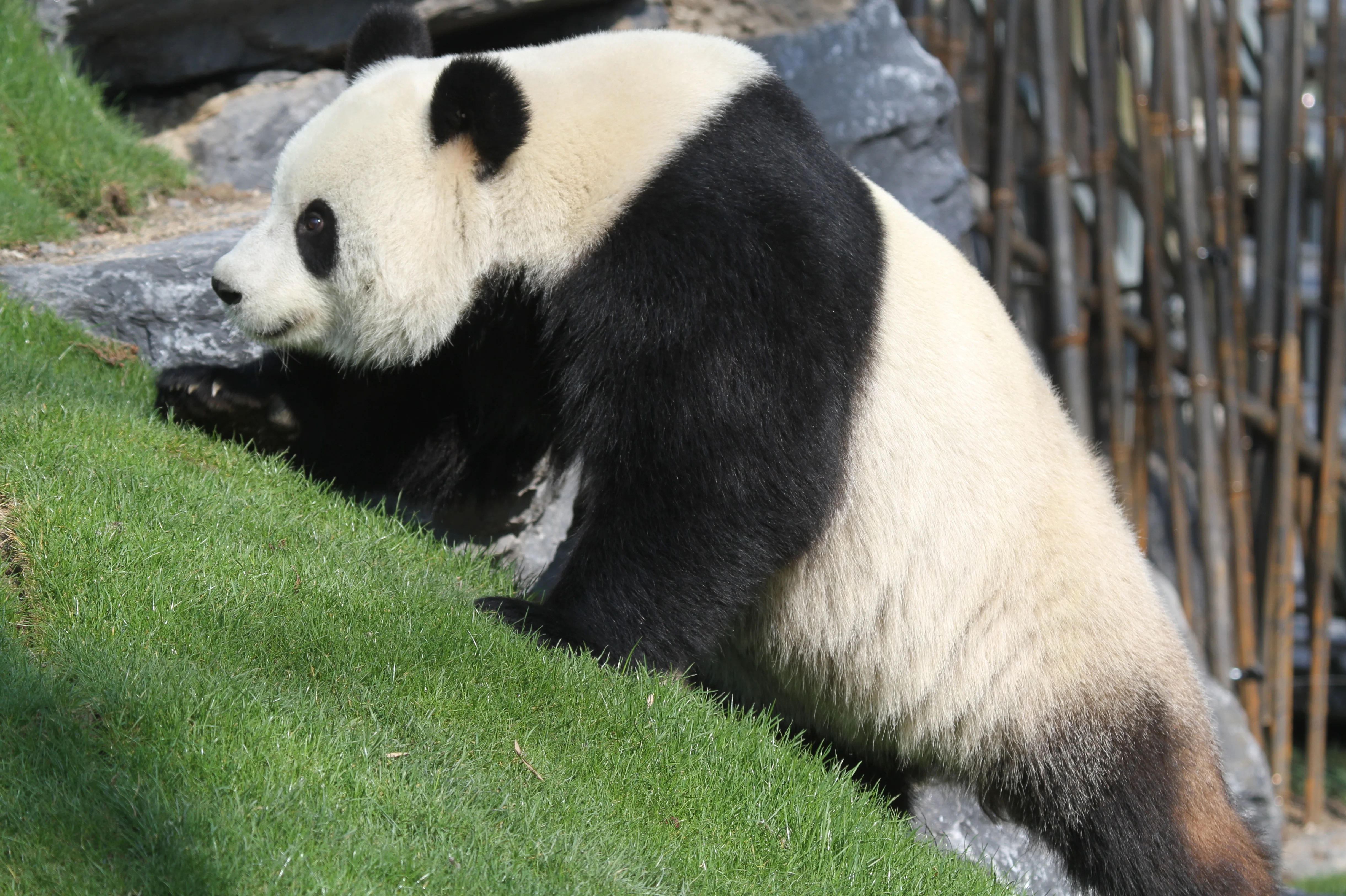 Pairi Daiza