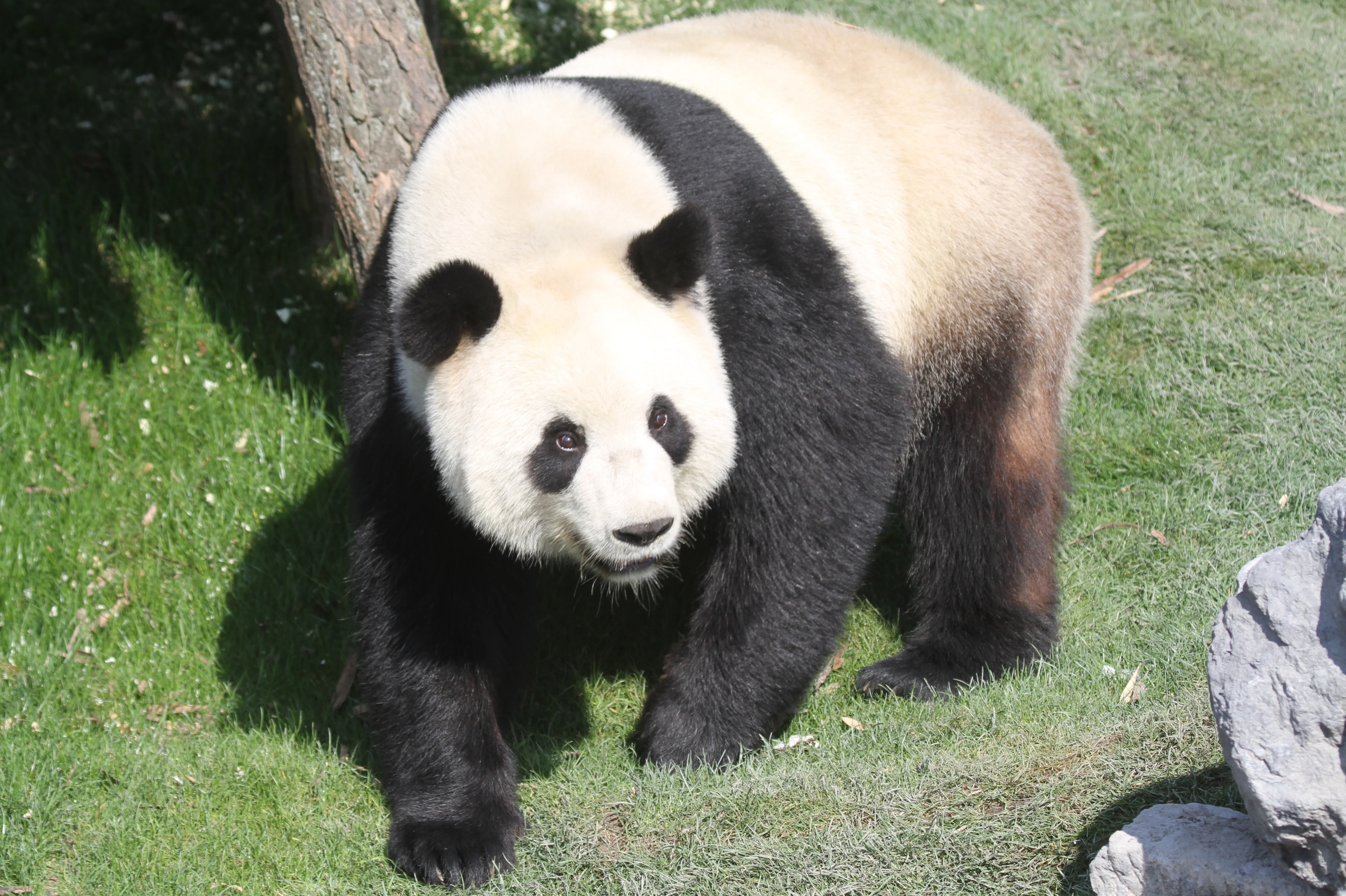 Pairi Daiza