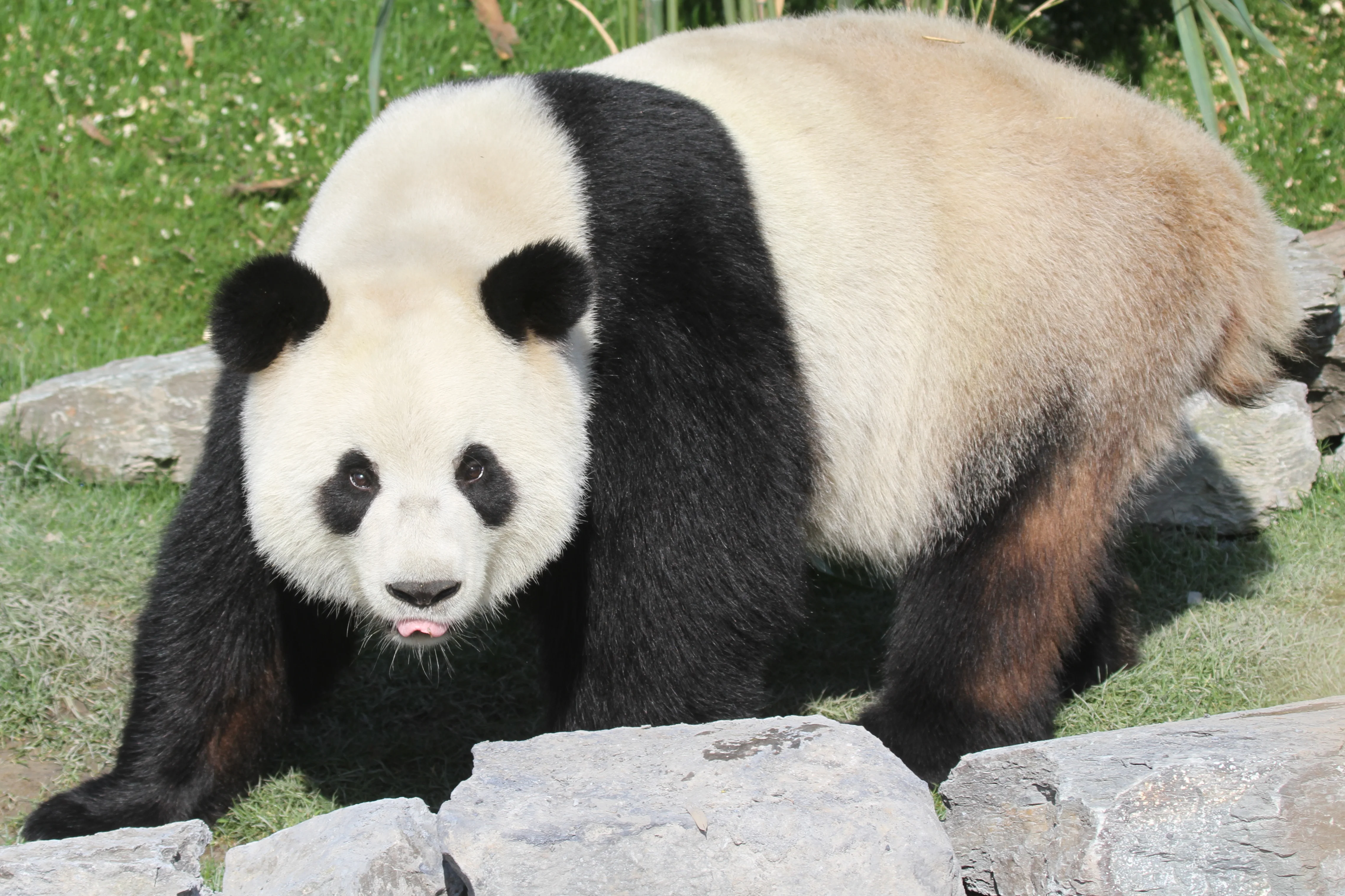 Pairi Daiza