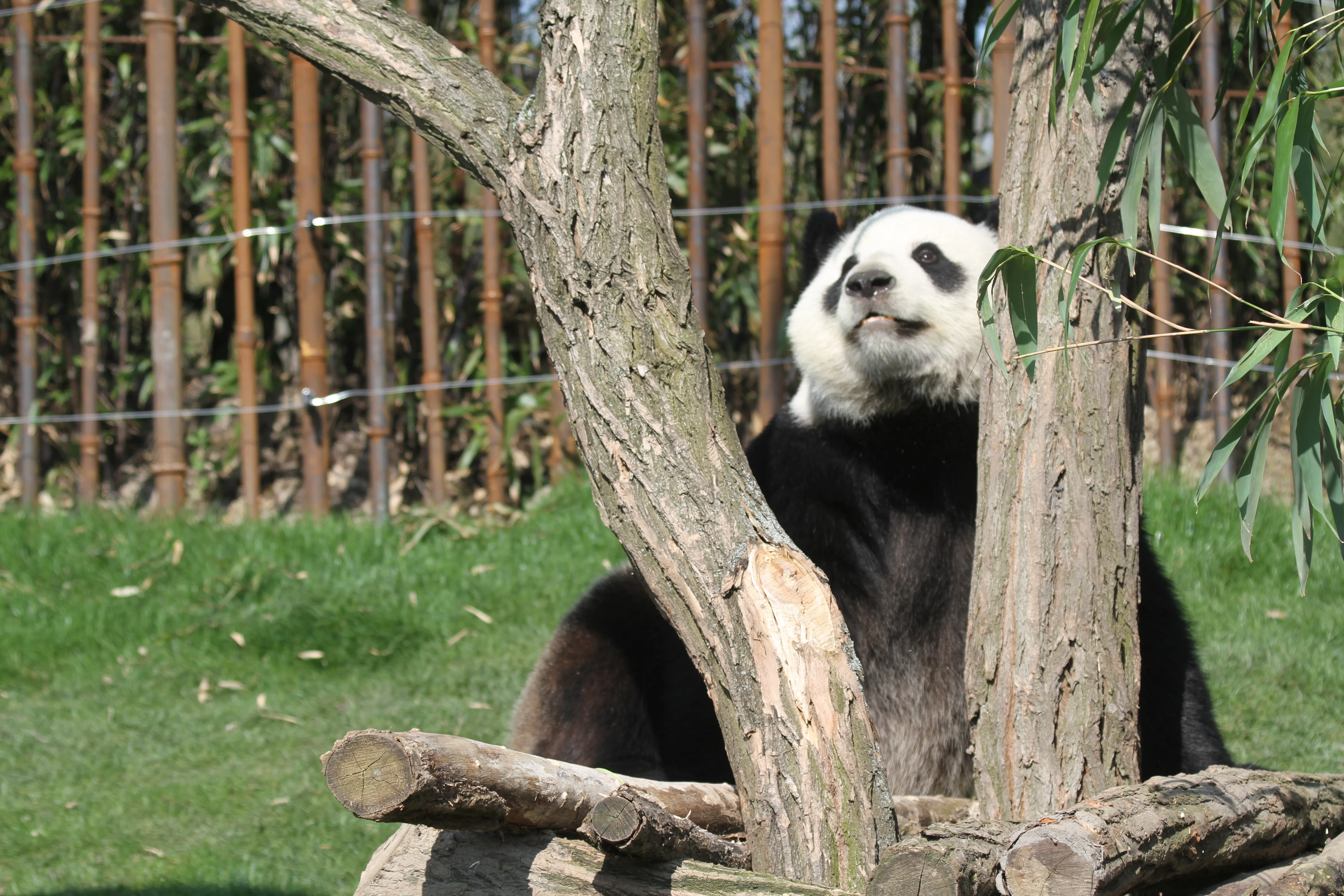 Pairi Daiza