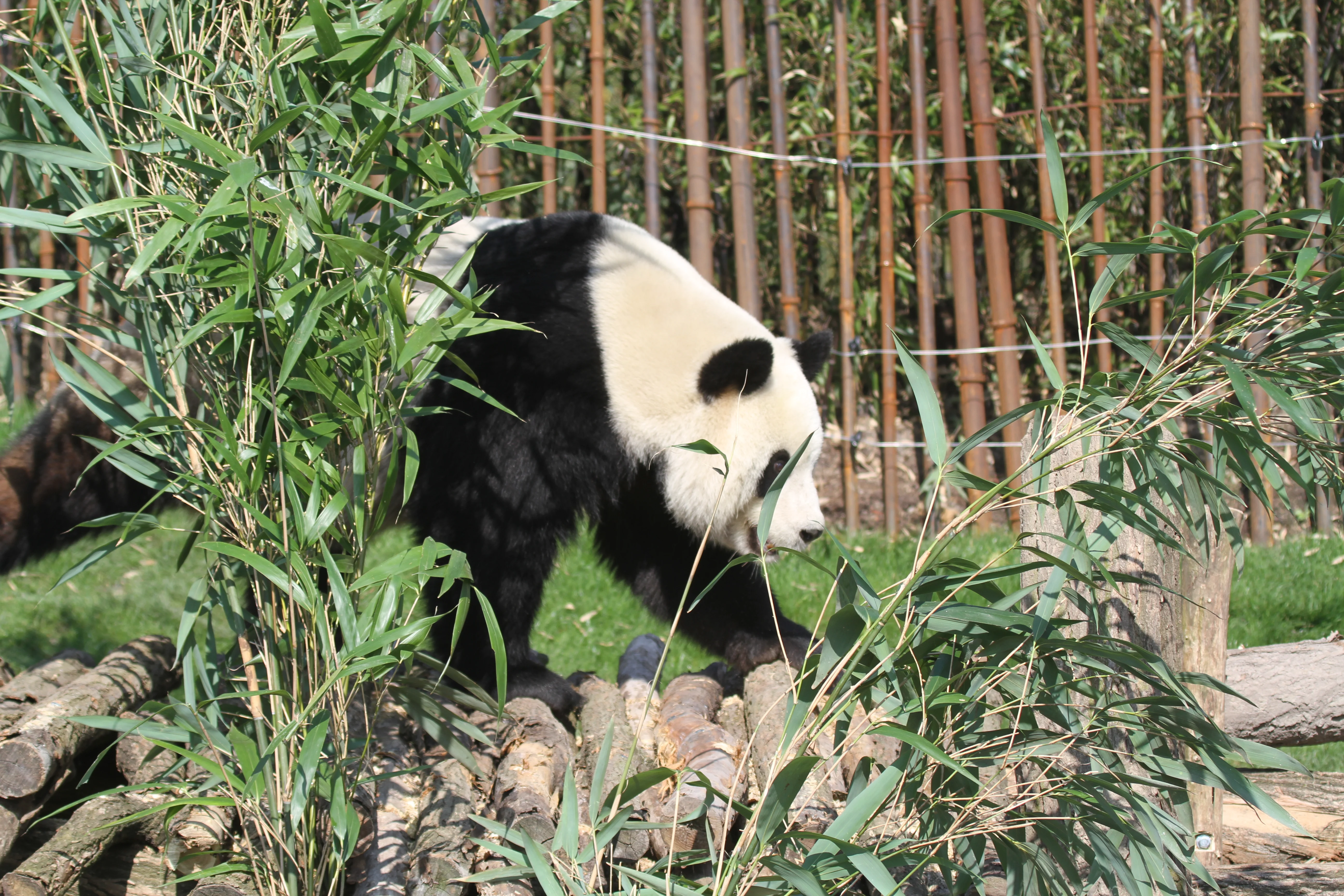 Pairi Daiza