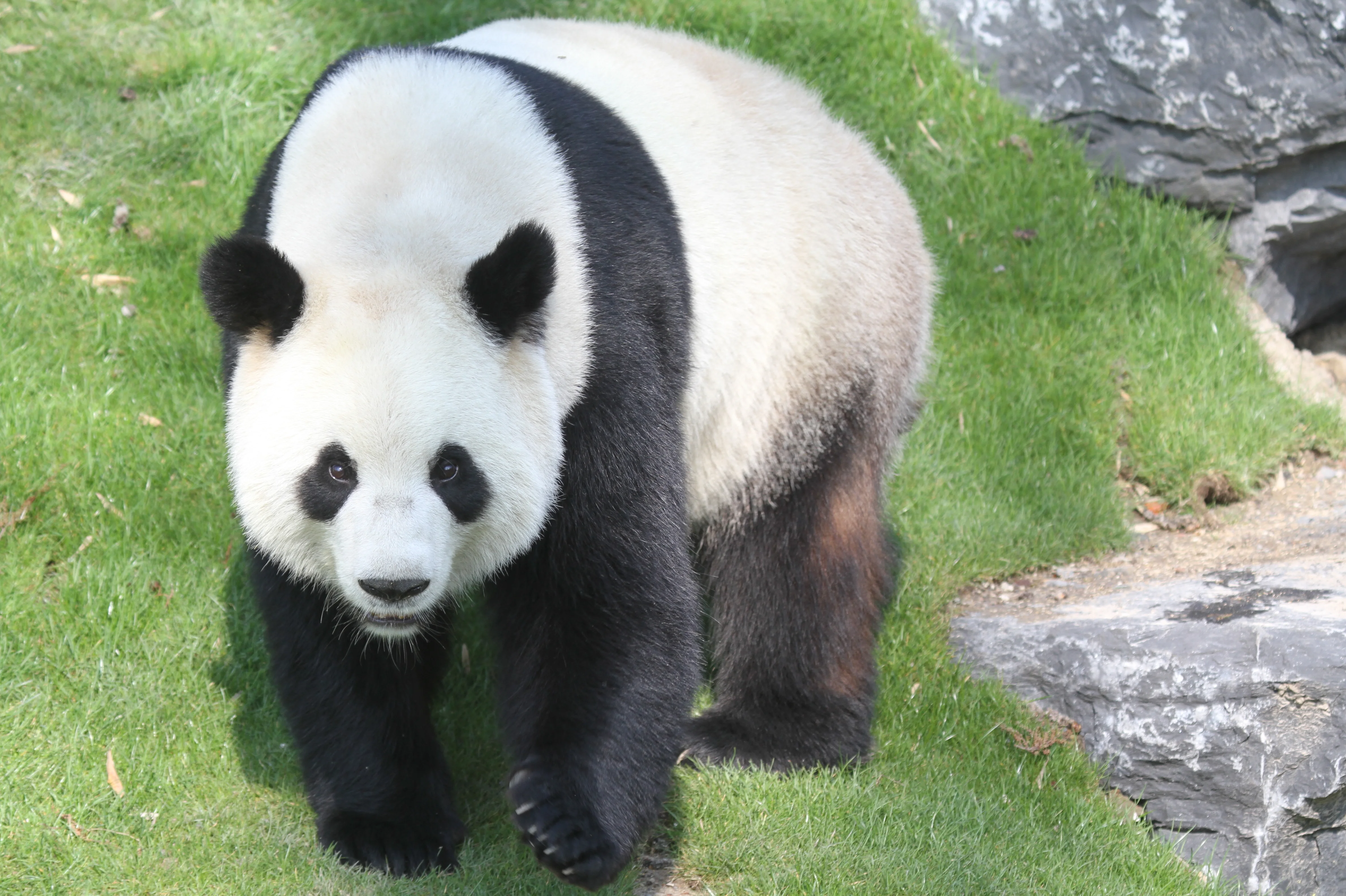 Pairi Daiza