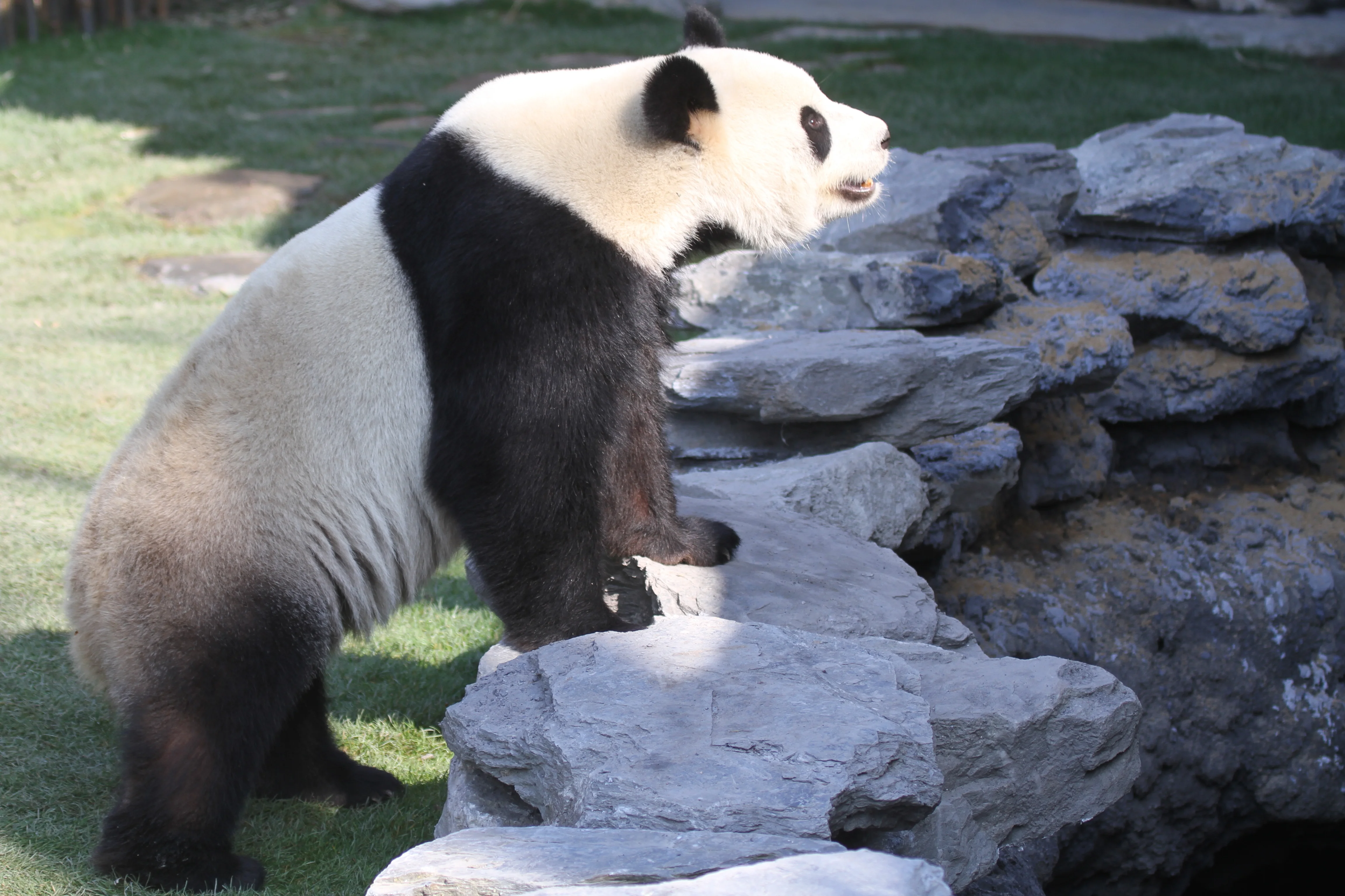 Pairi Daiza