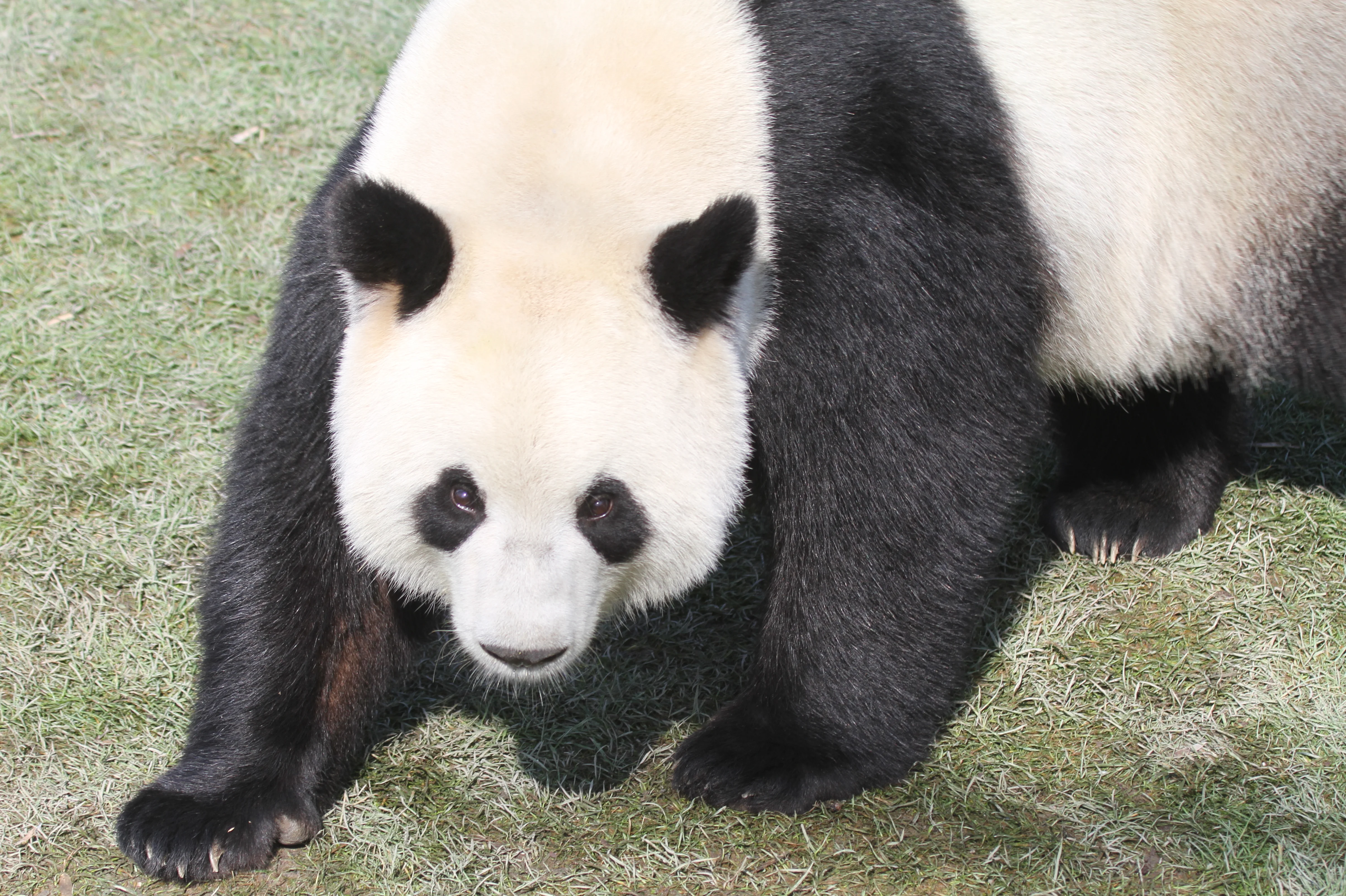 Pairi Daiza