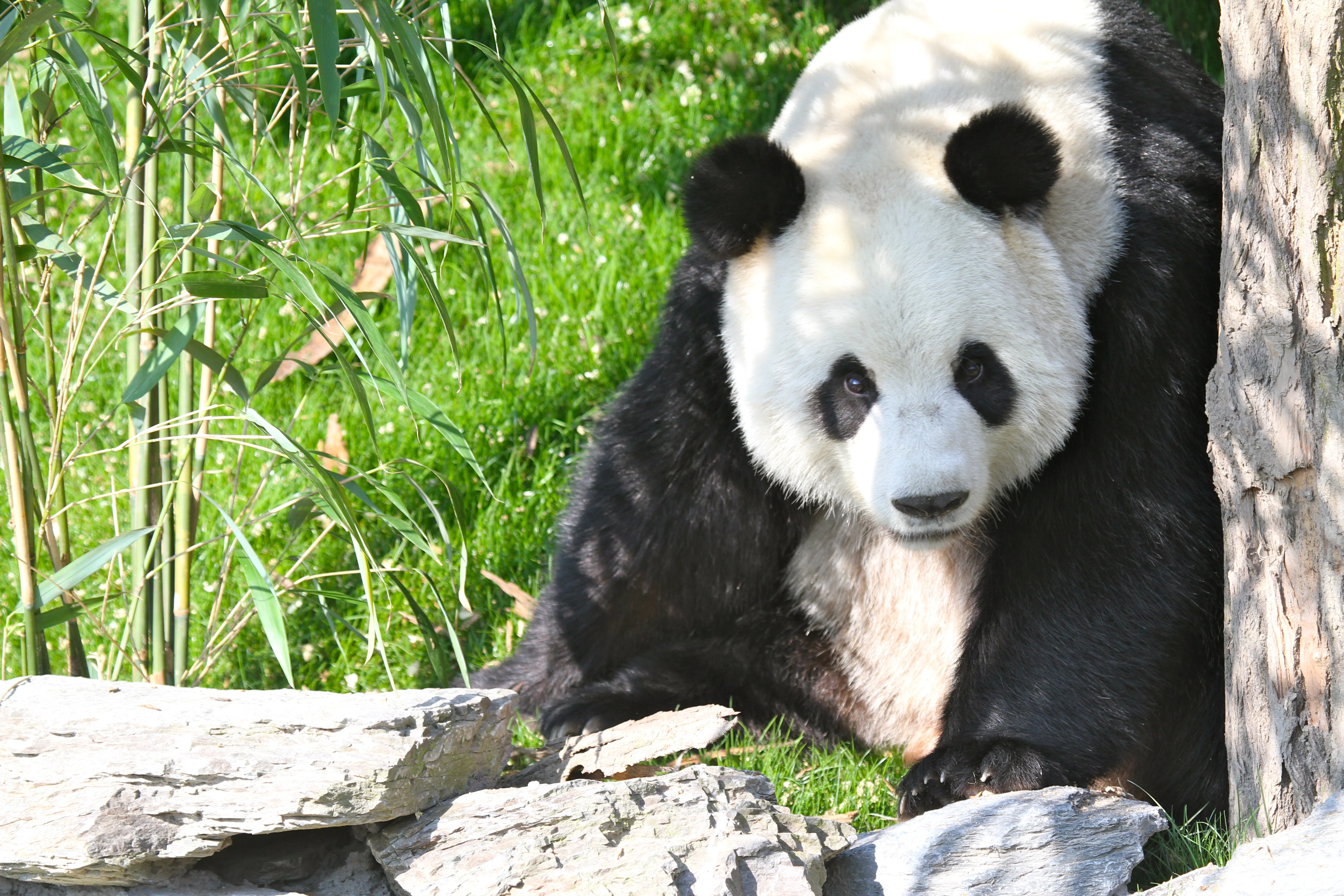 Pairi Daiza