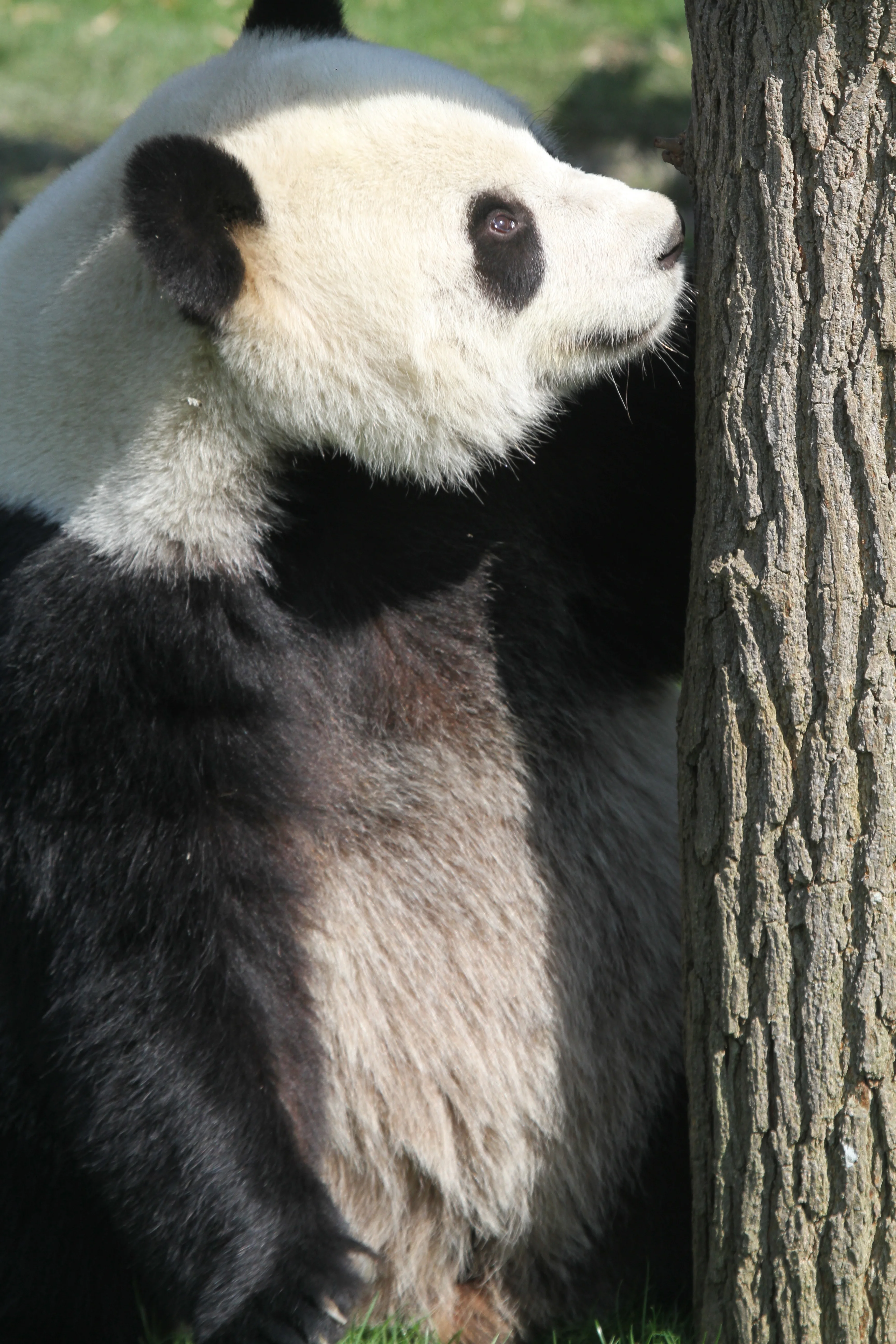 Pairi Daiza