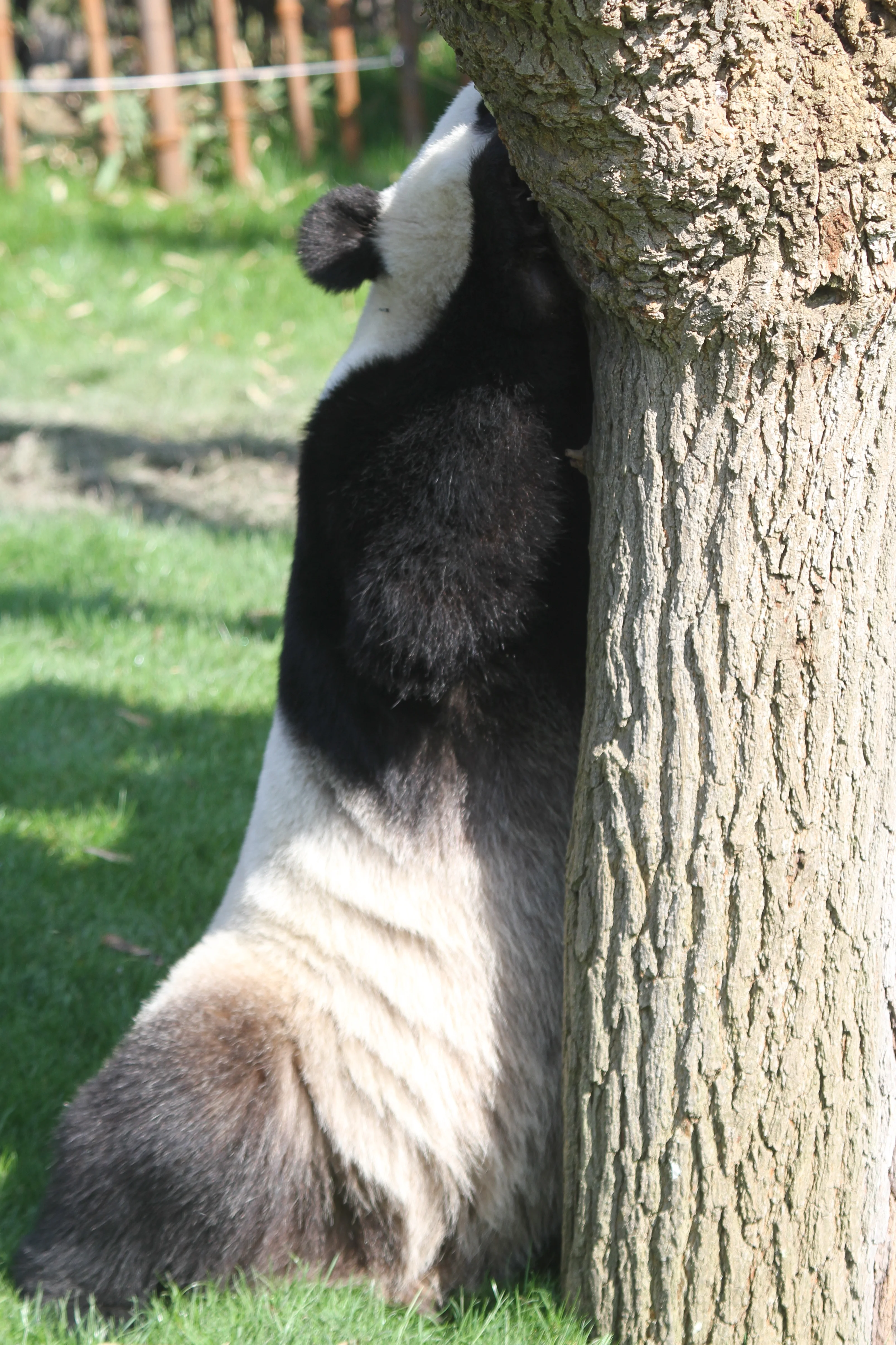 Pairi Daiza