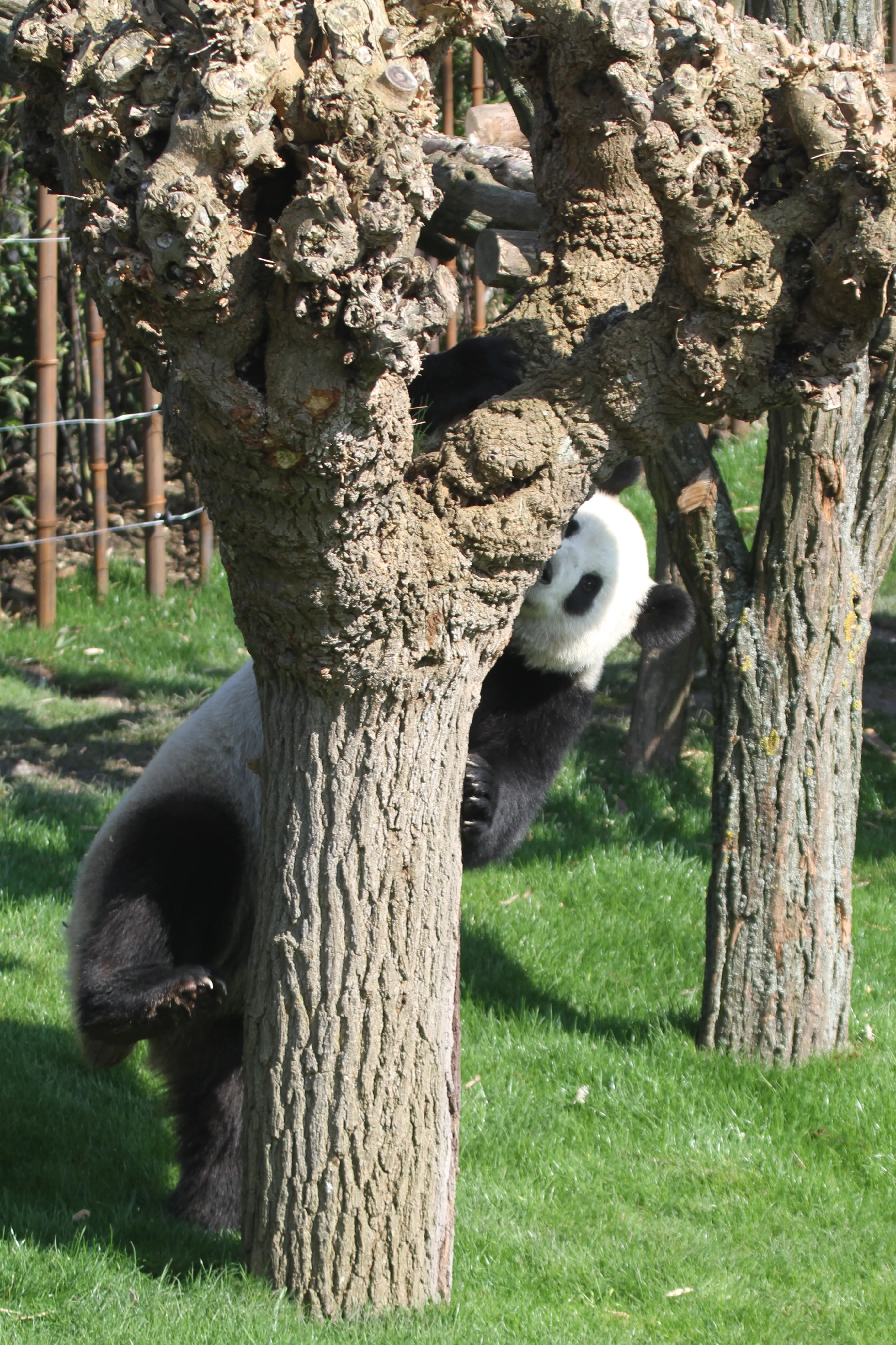 Pairi Daiza