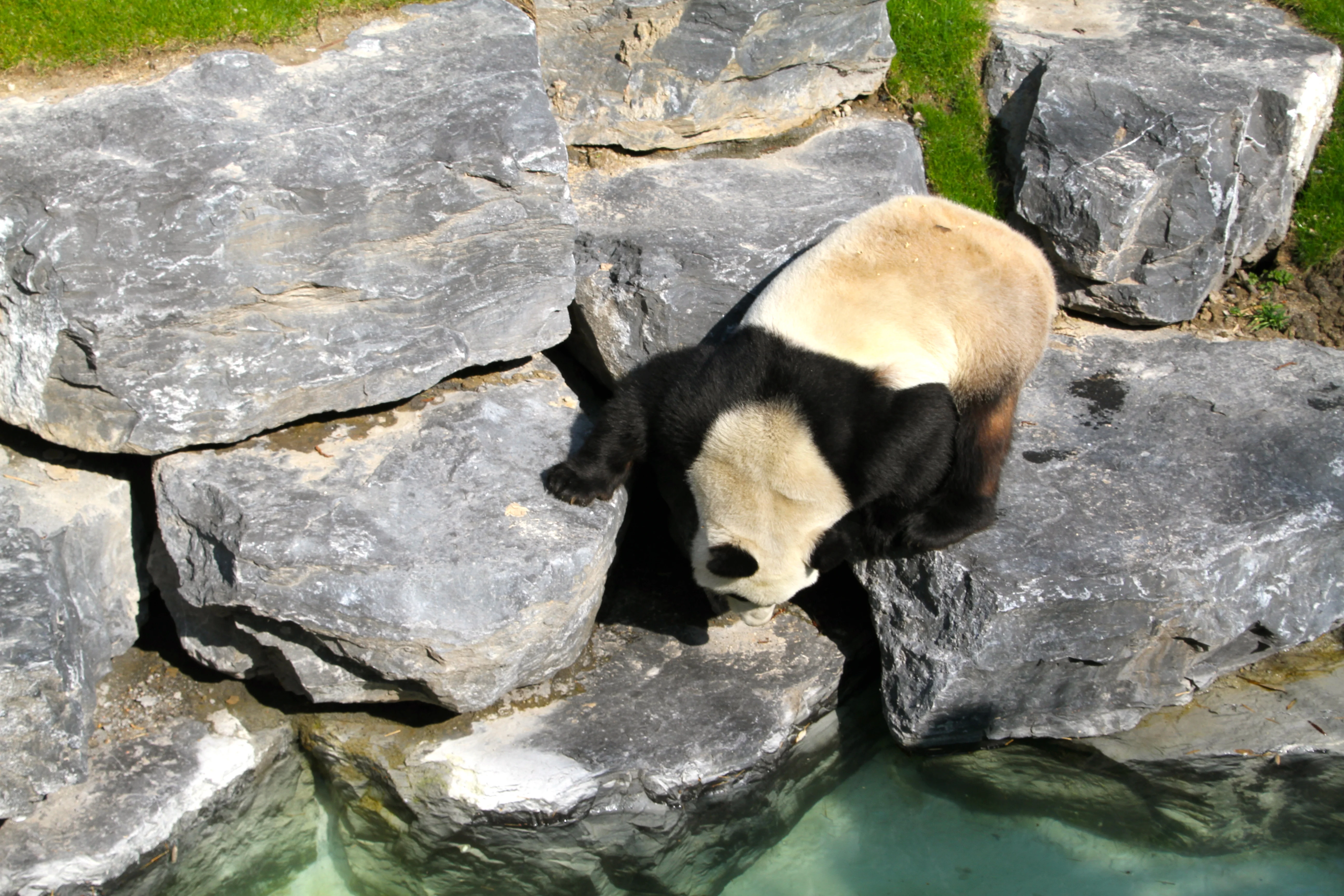 Pairi Daiza