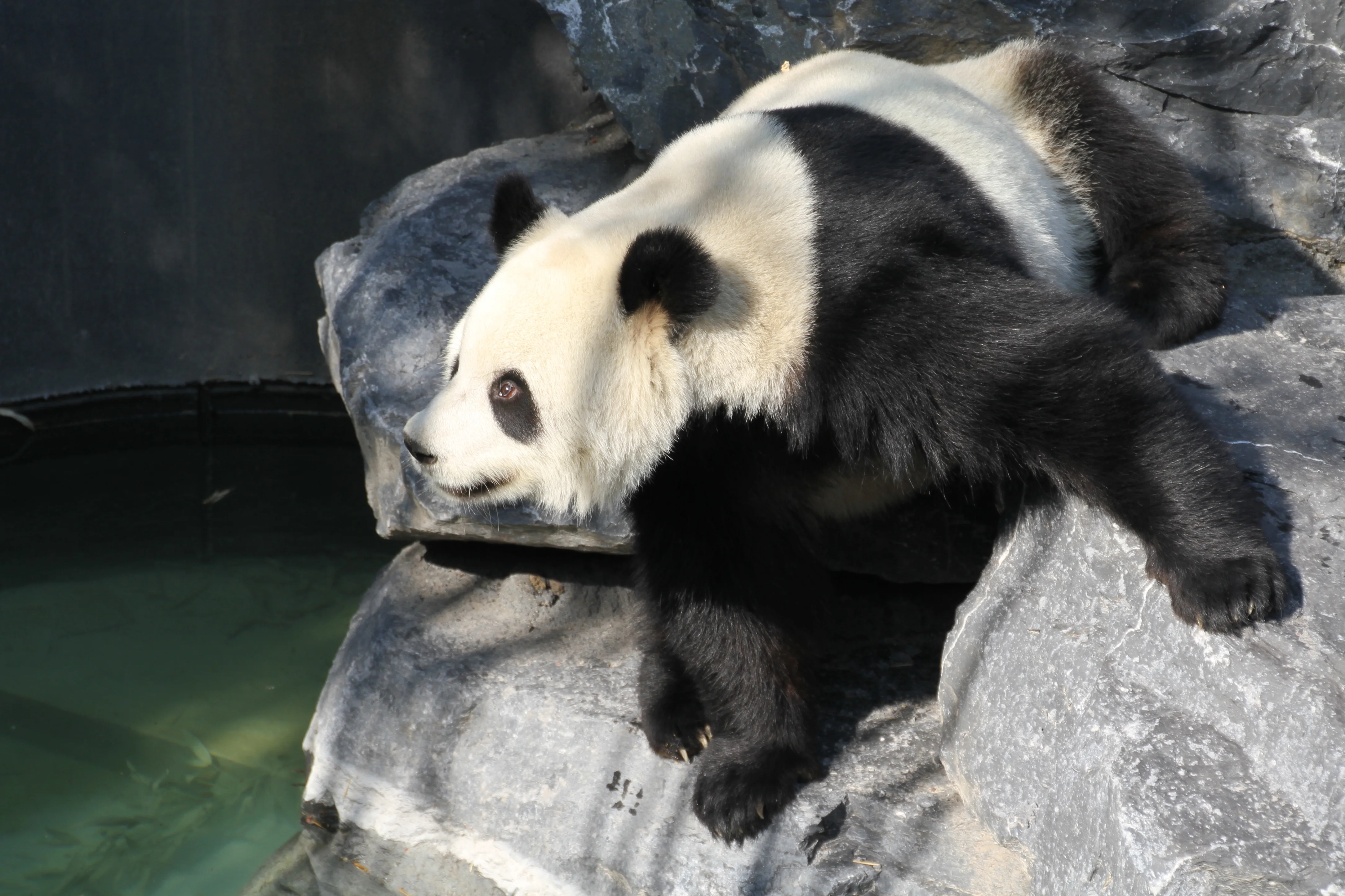 Pairi Daiza