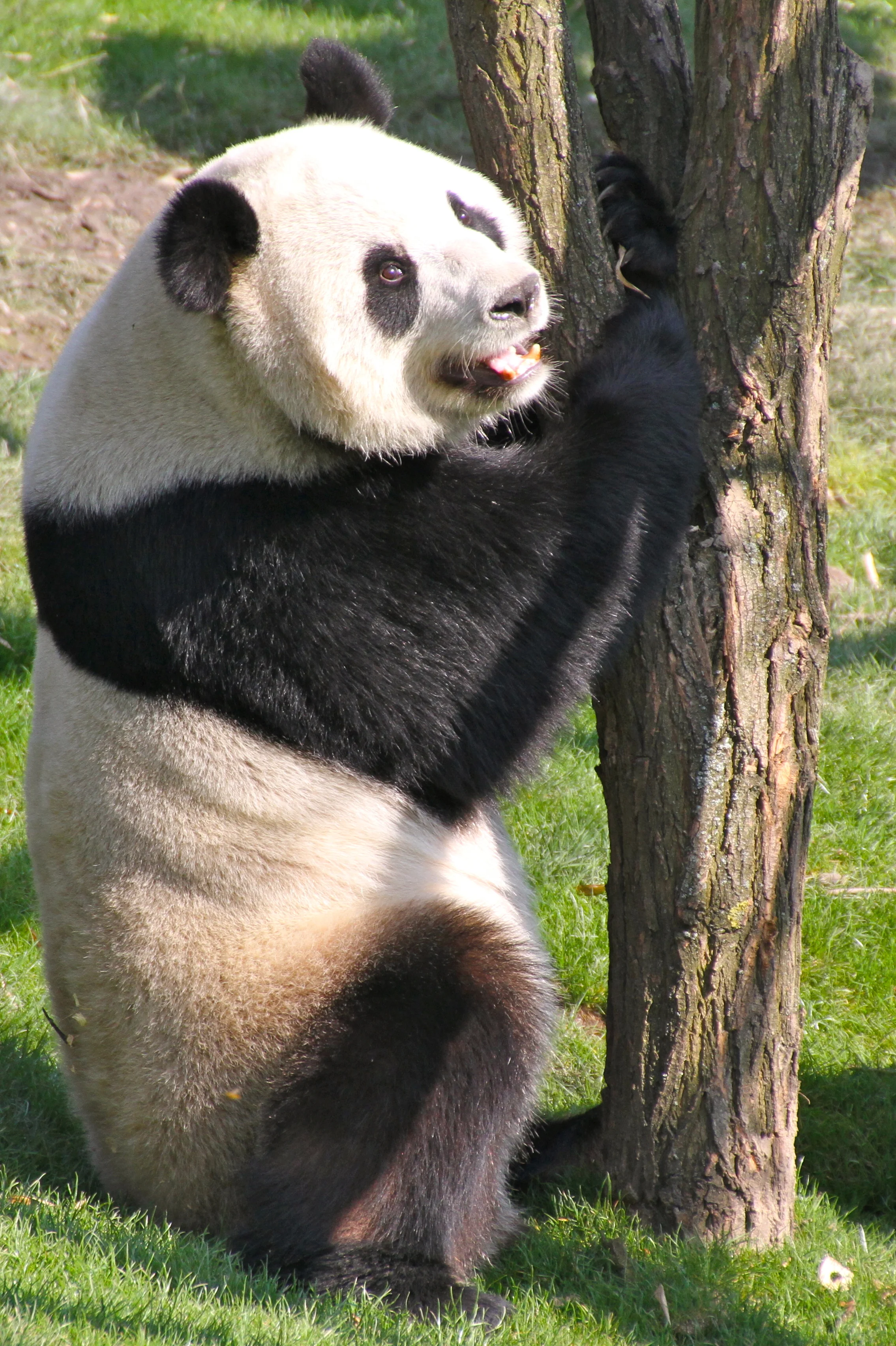 Pairi Daiza
