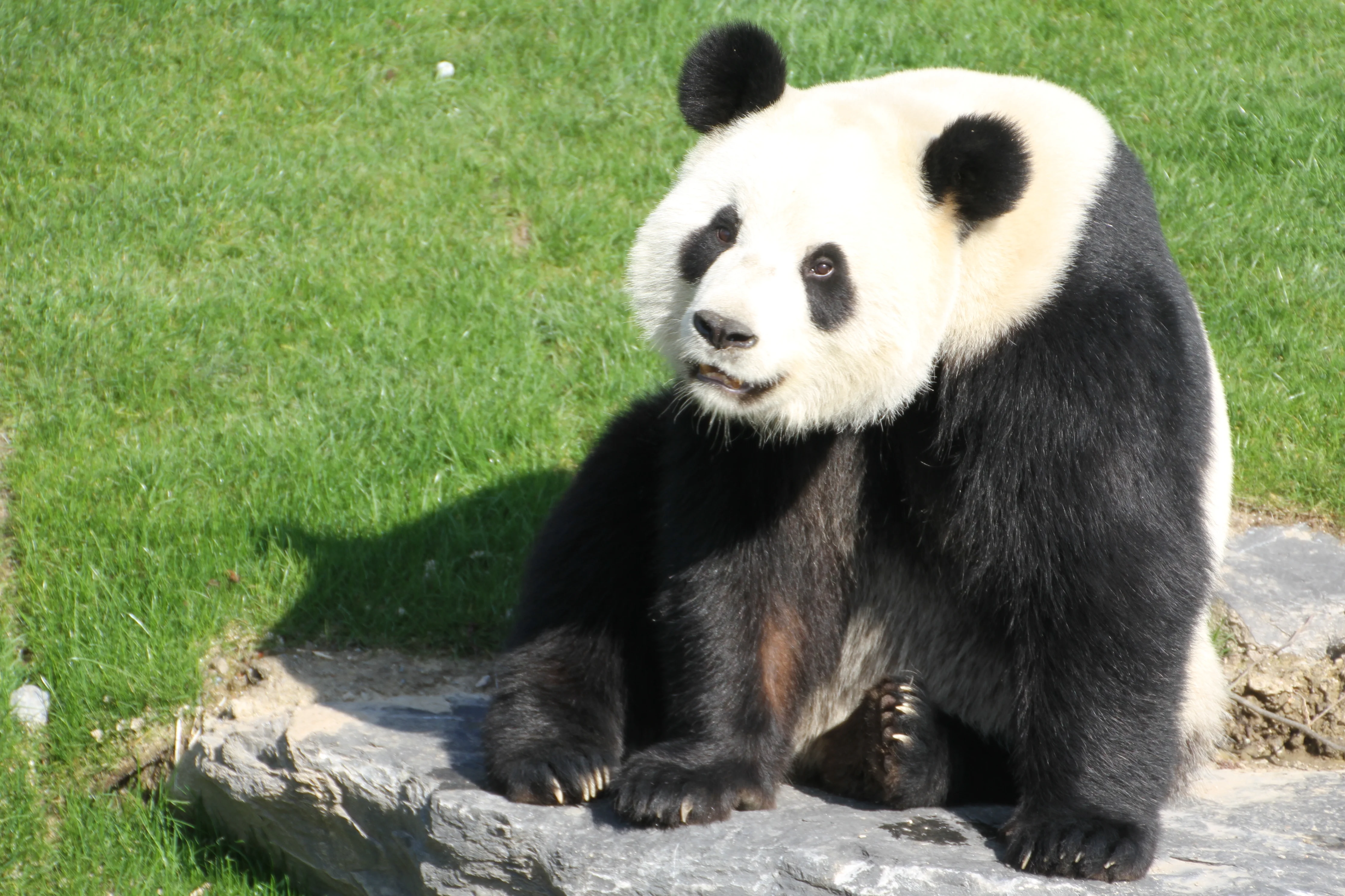 Pairi Daiza