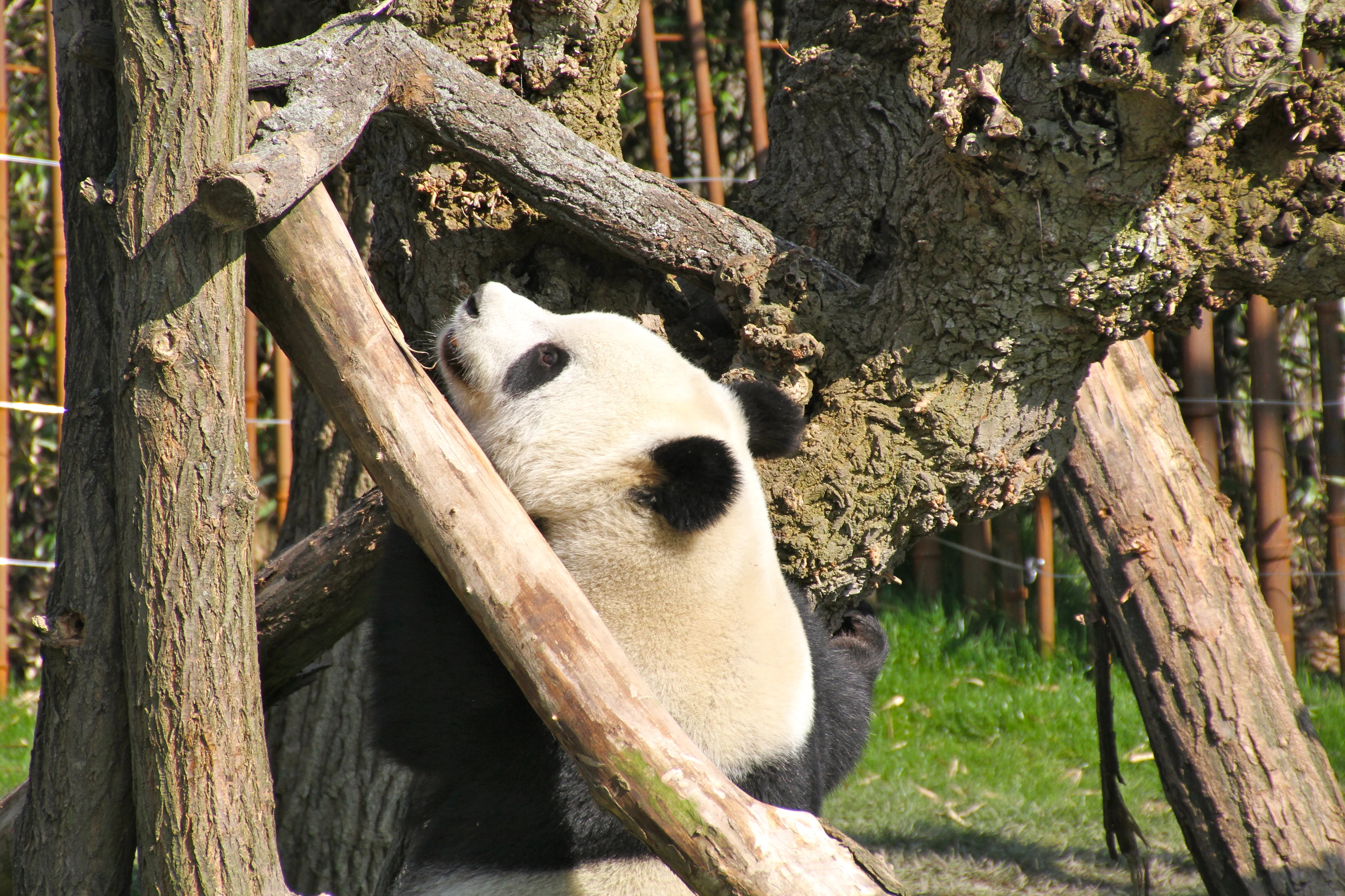Pairi Daiza