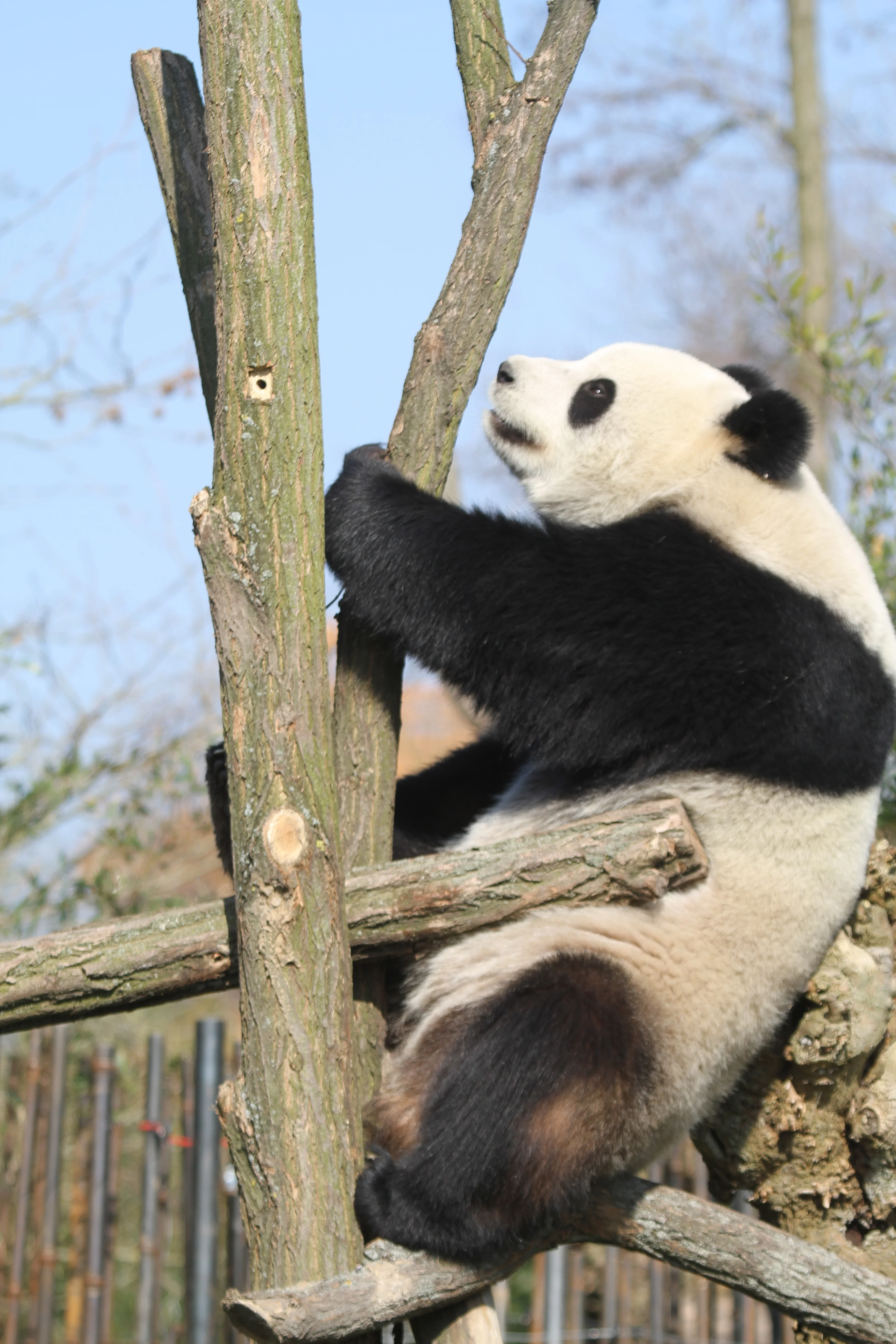 Pairi Daiza