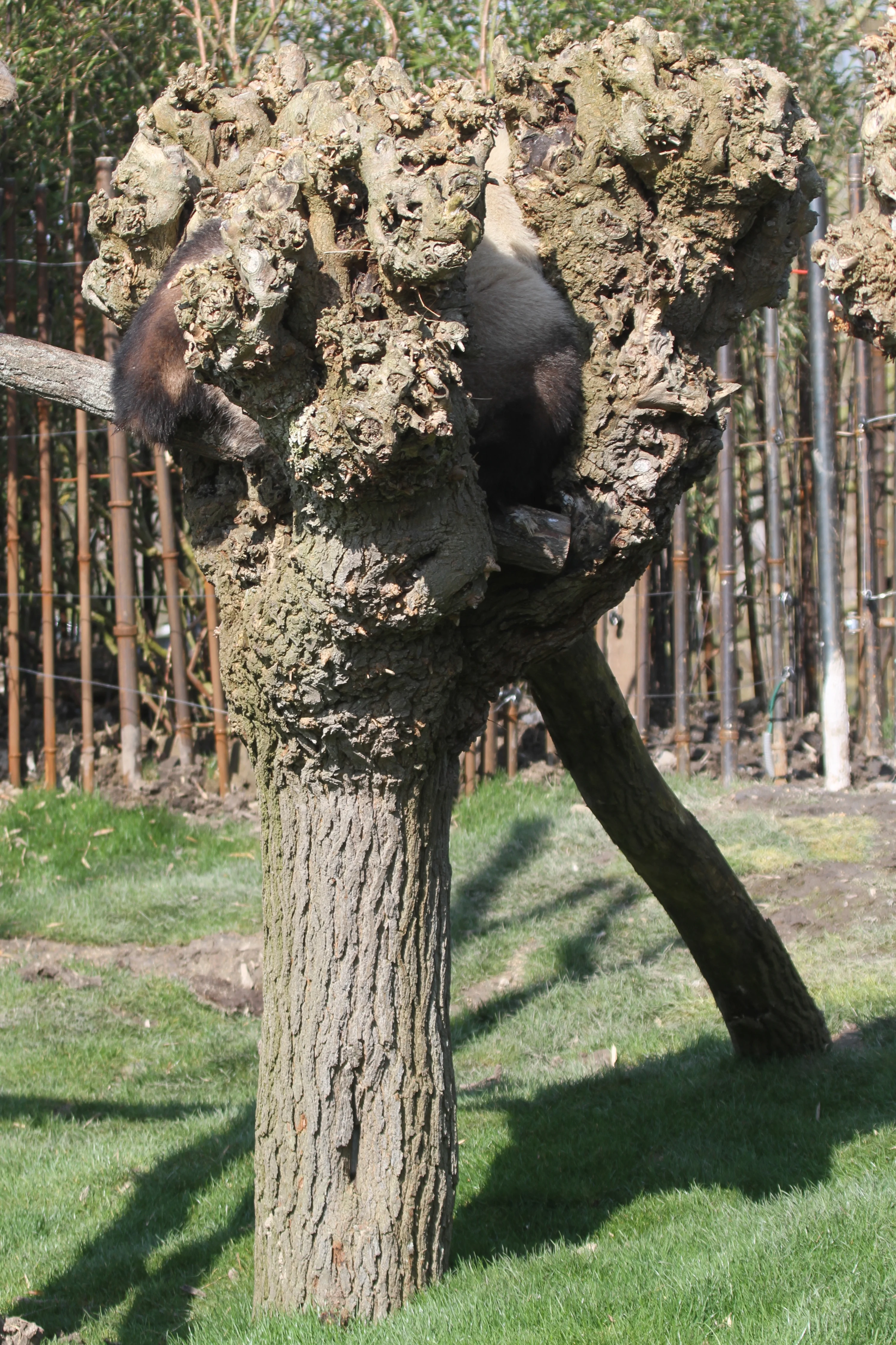 Pairi Daiza