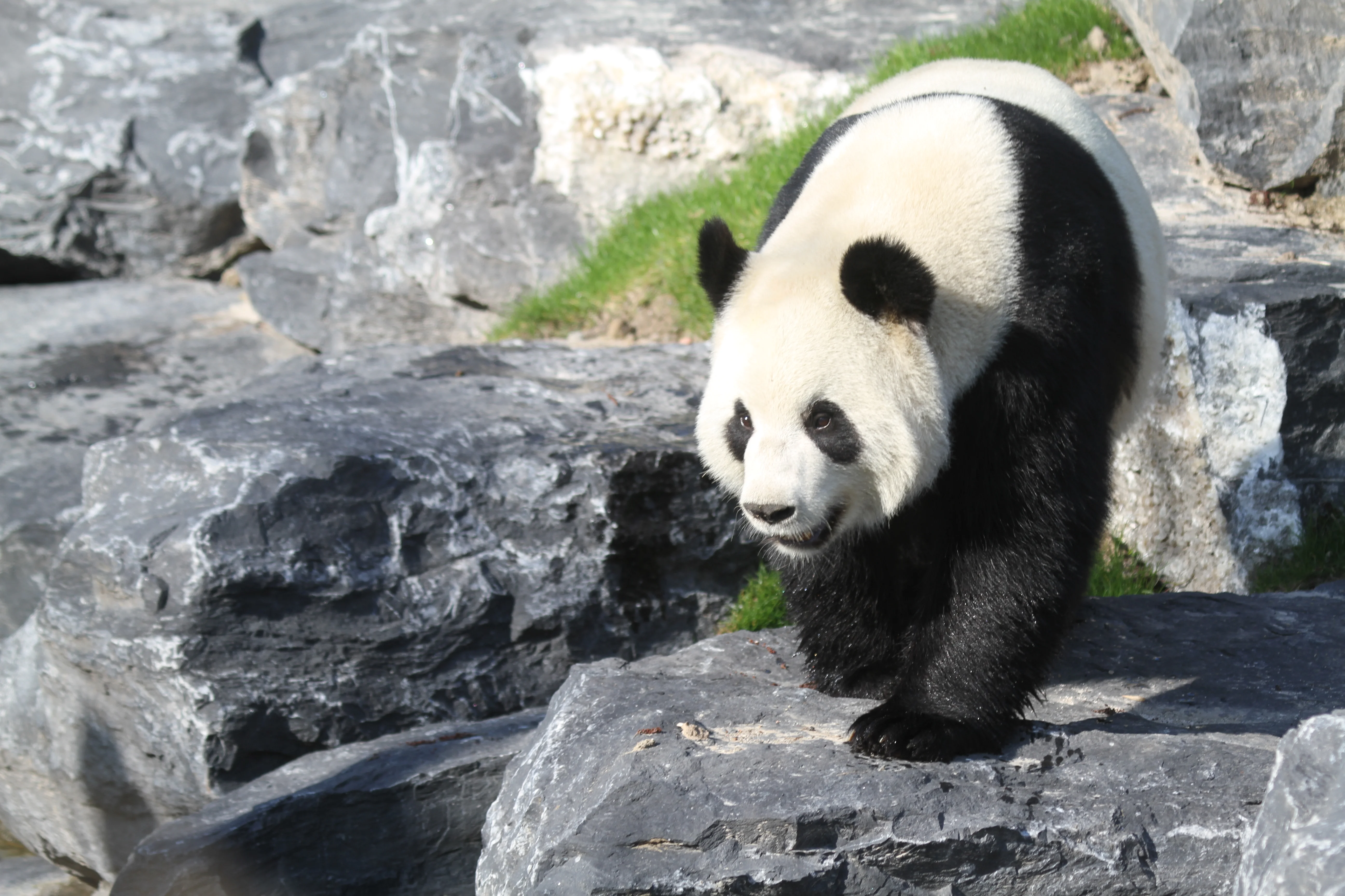 Pairi Daiza