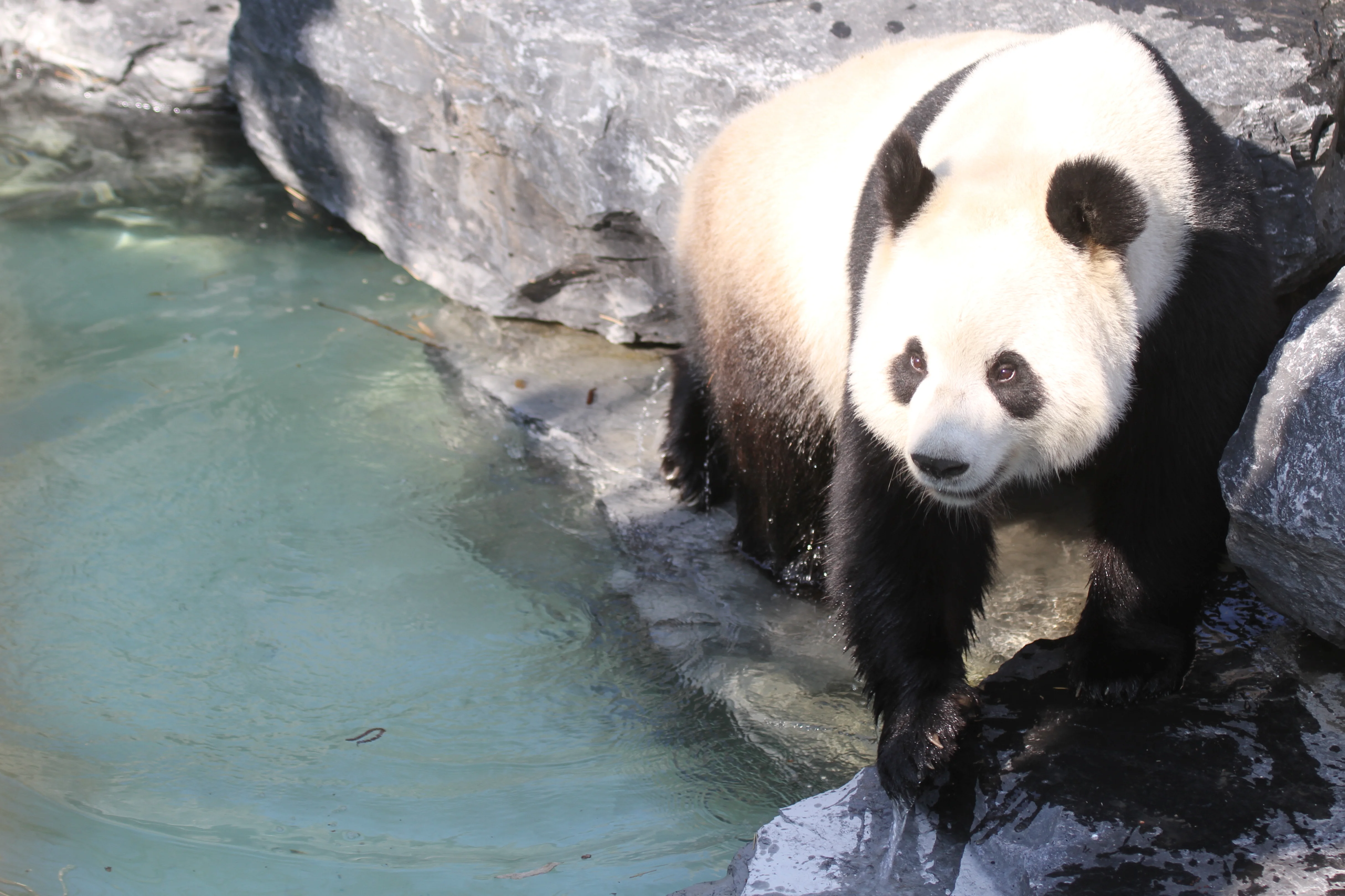 Pairi Daiza