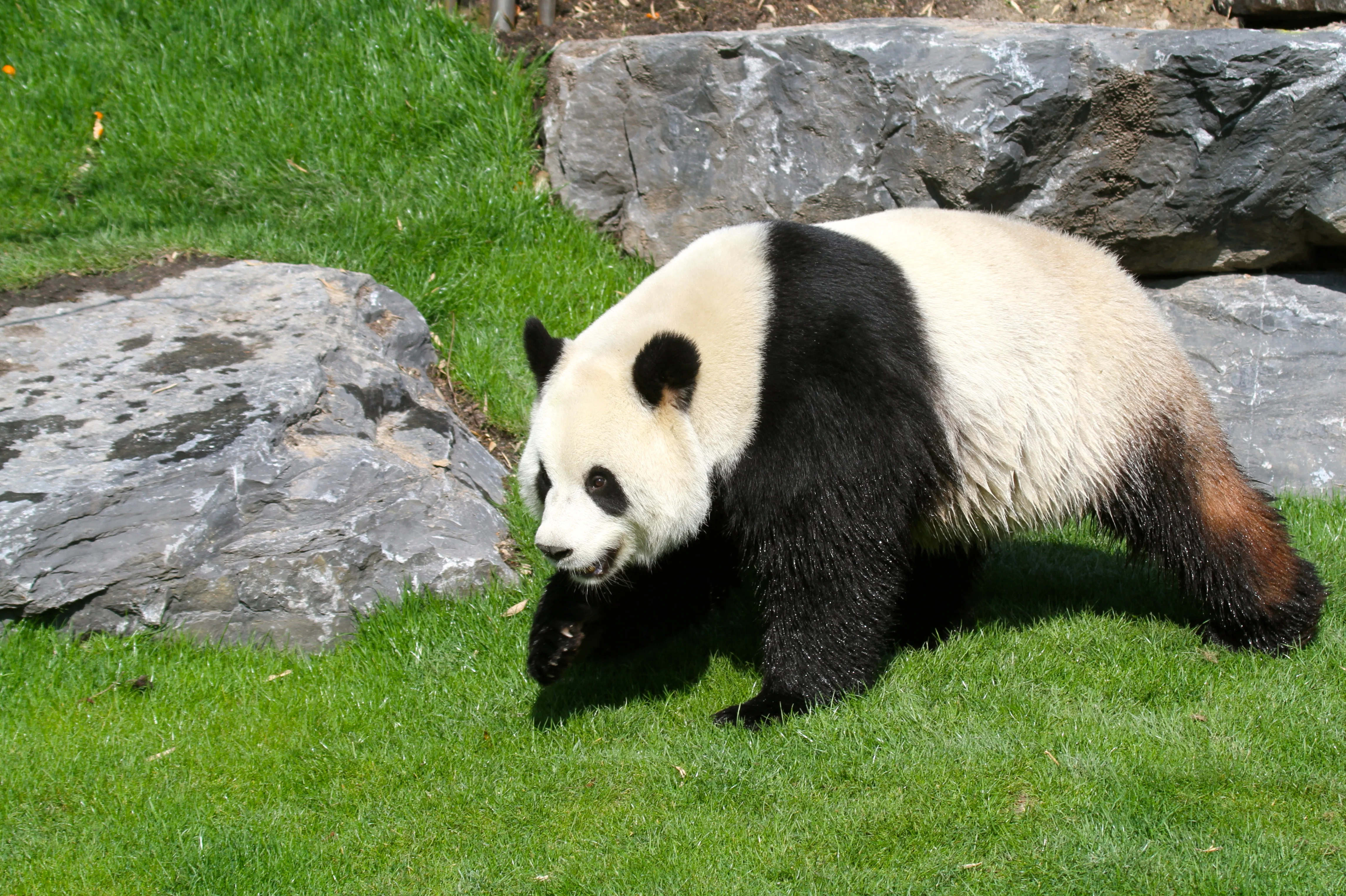 Pairi Daiza