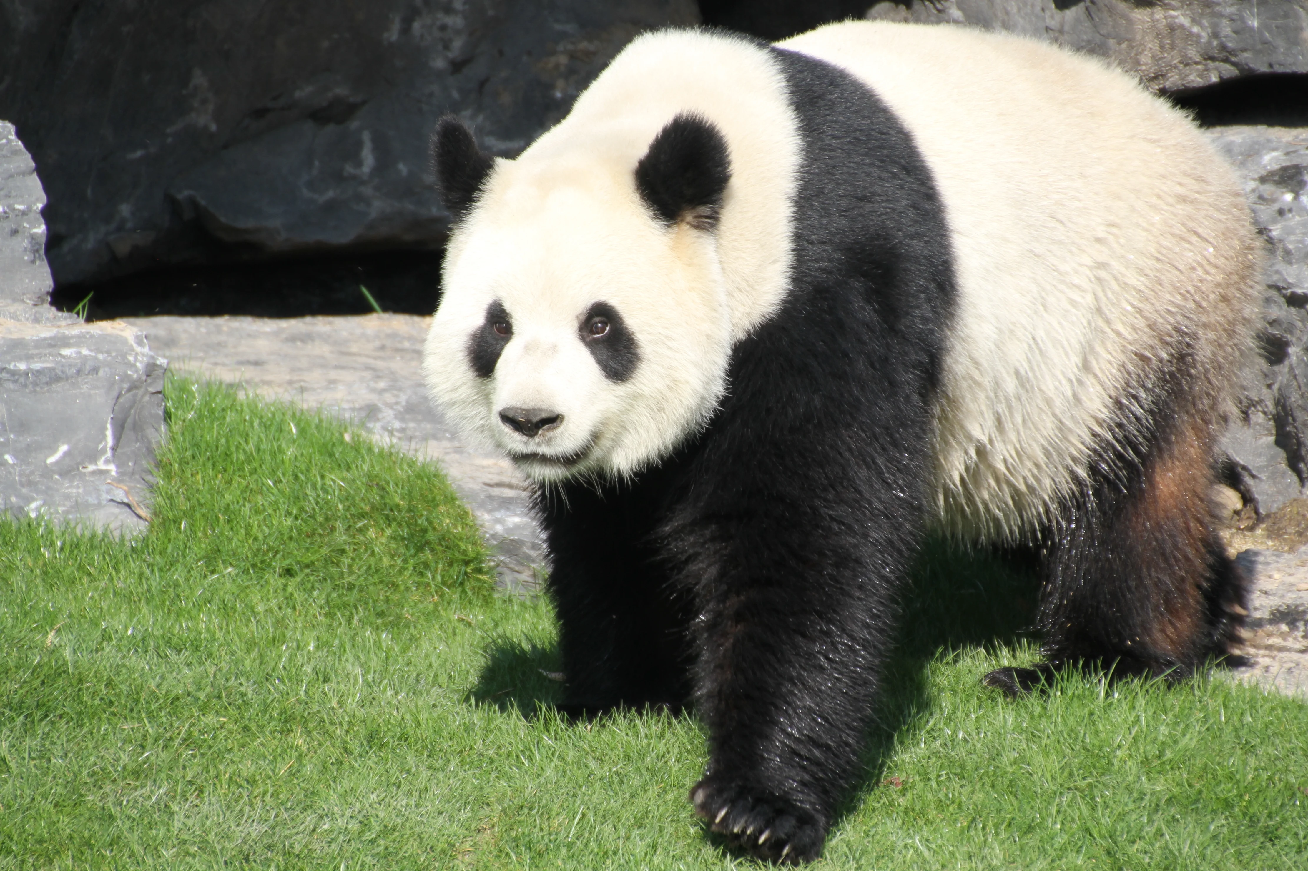 Pairi Daiza