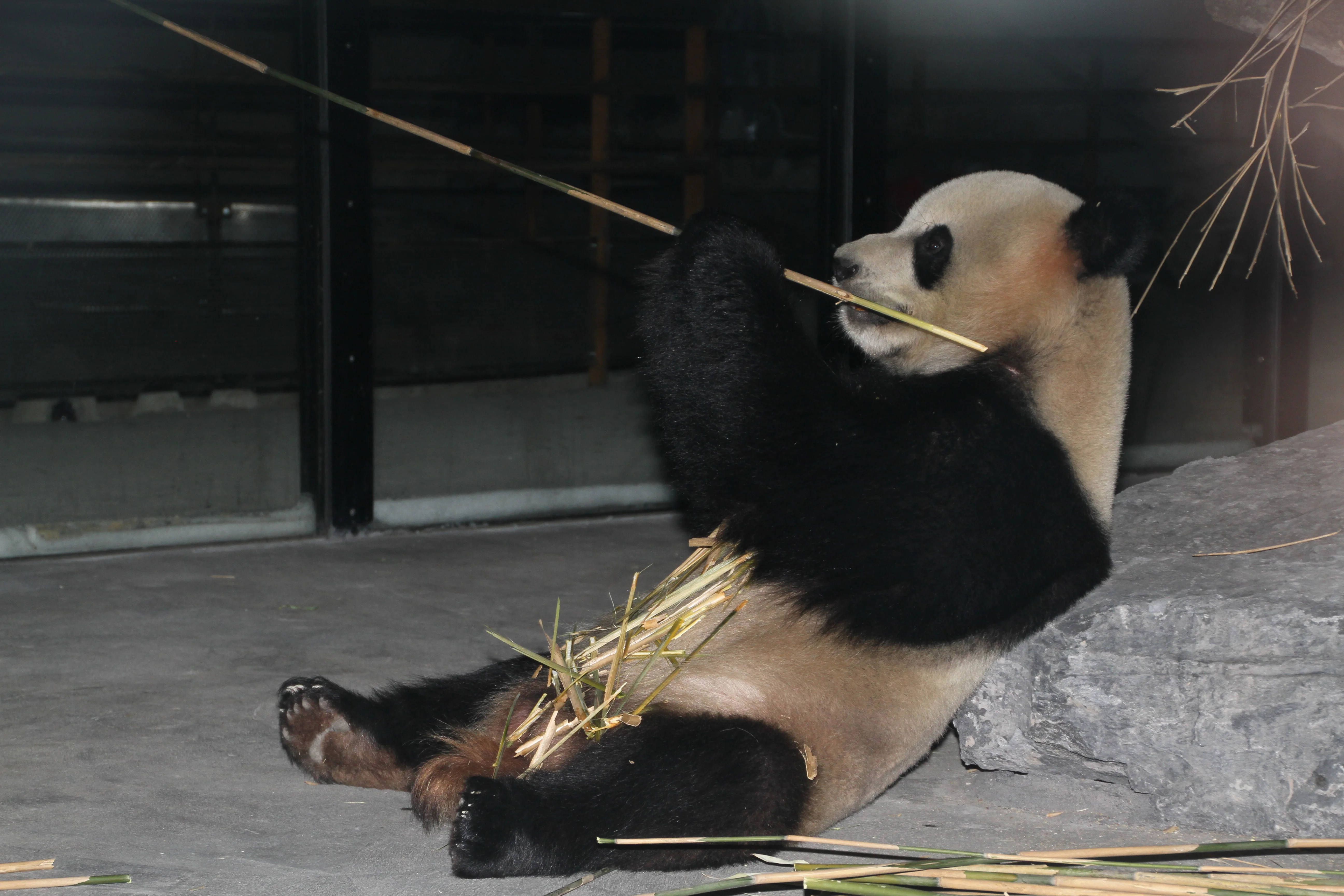 Pairi Daiza