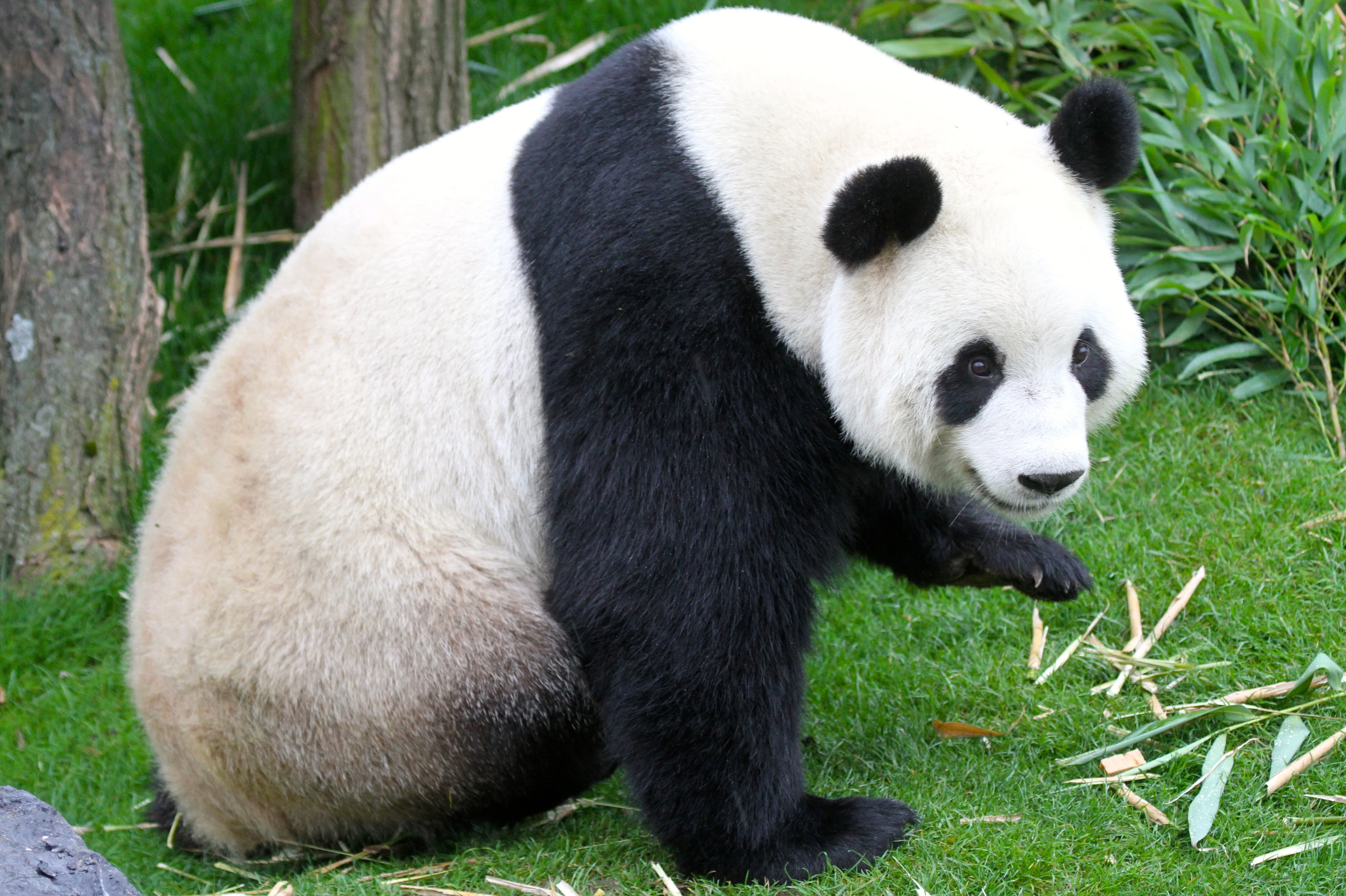 Pairi Daiza