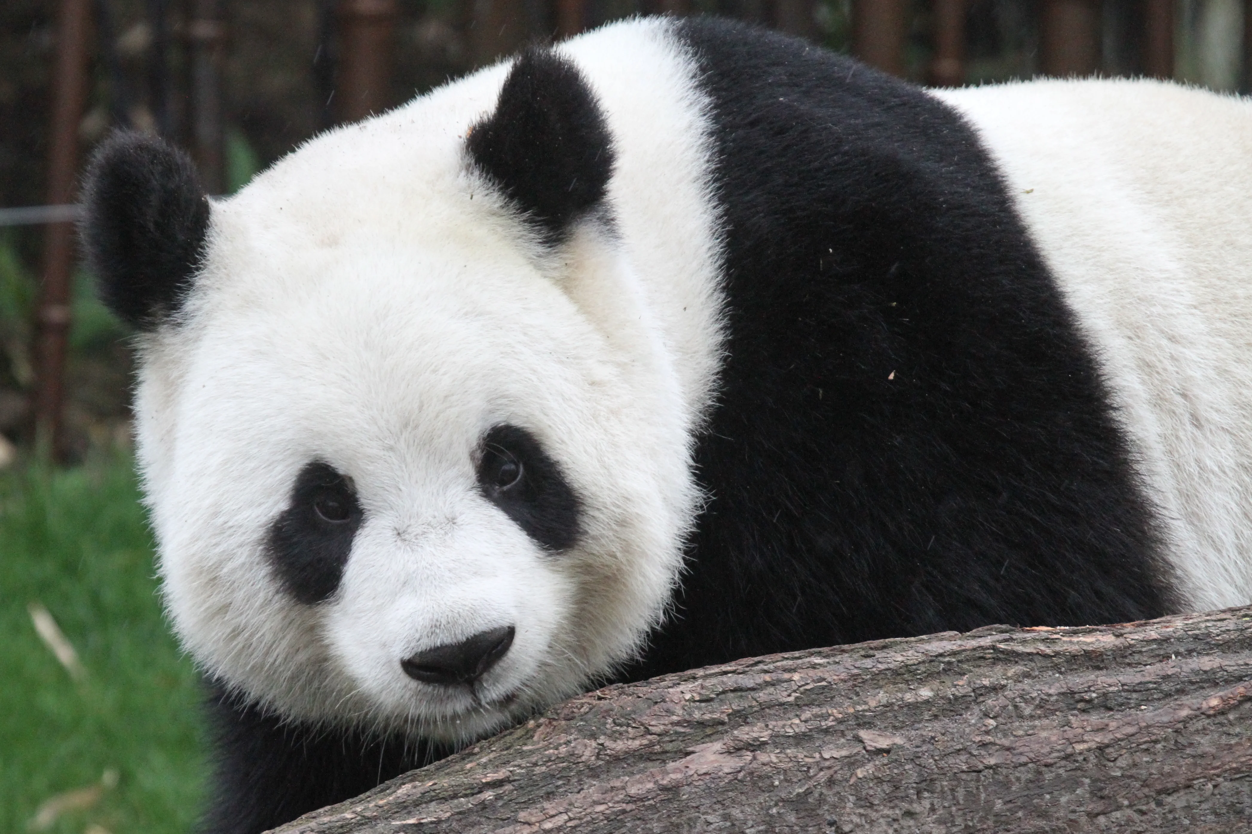Pairi Daiza