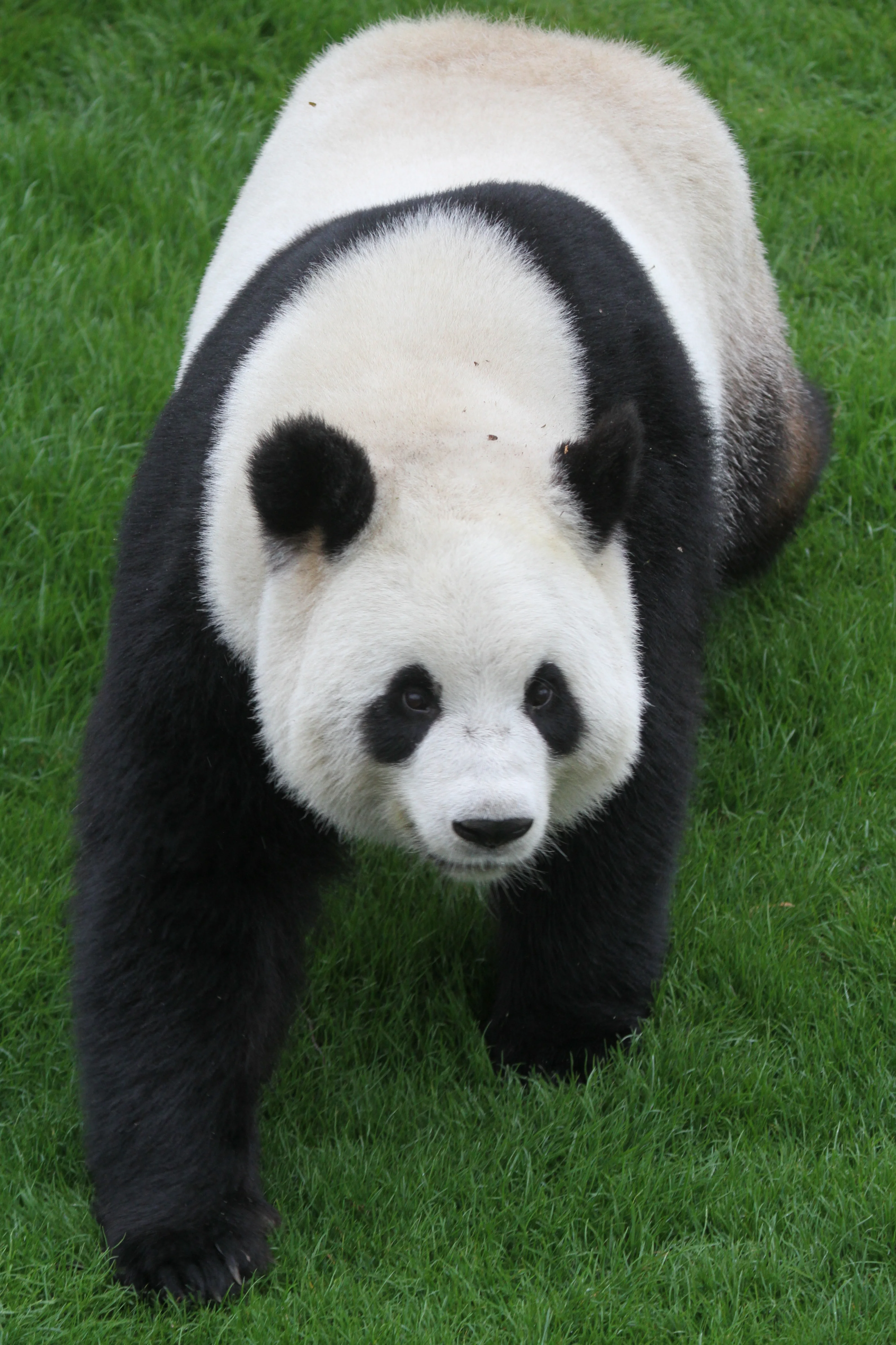Pairi Daiza