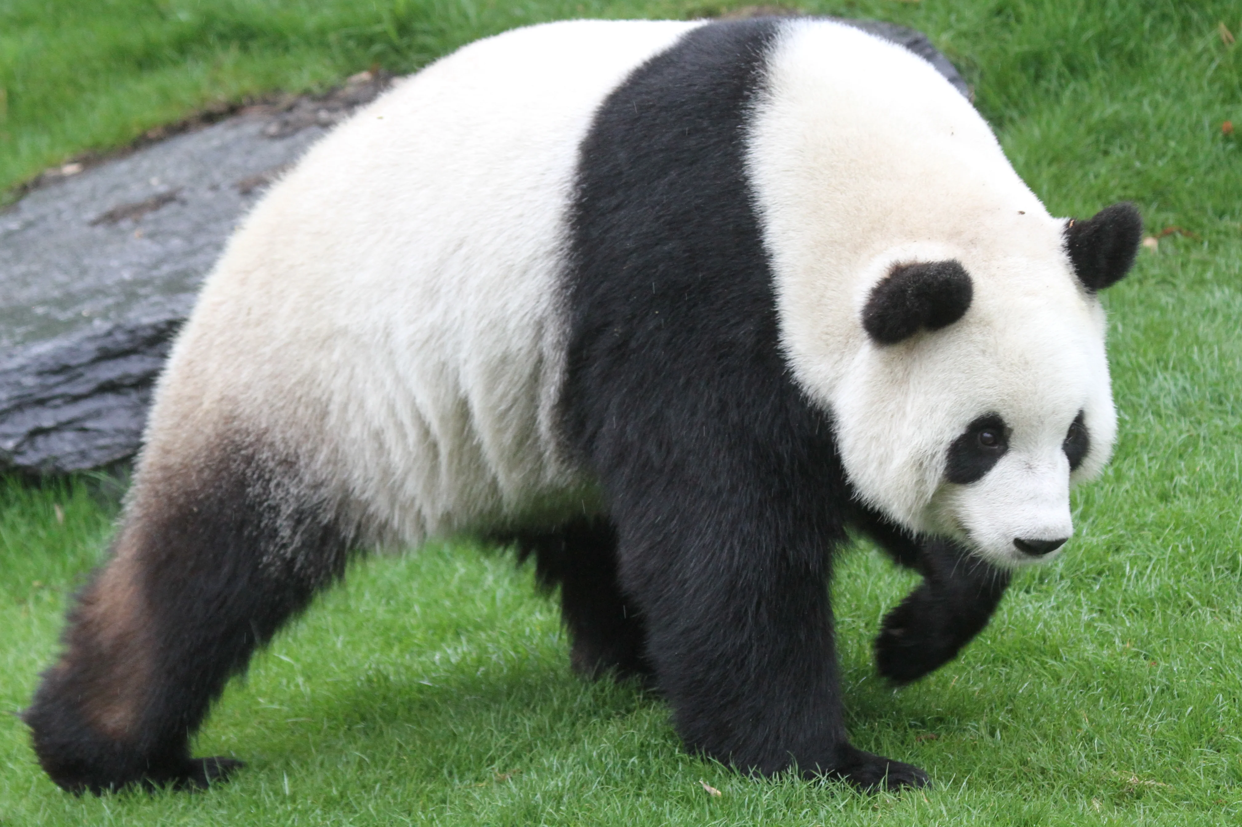 Pairi Daiza